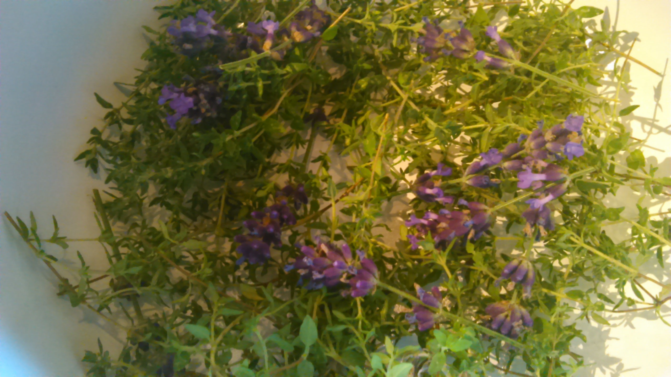 Lavendel-Thymian Balsam - Mit Leidenschaft gesund und scharf kochen