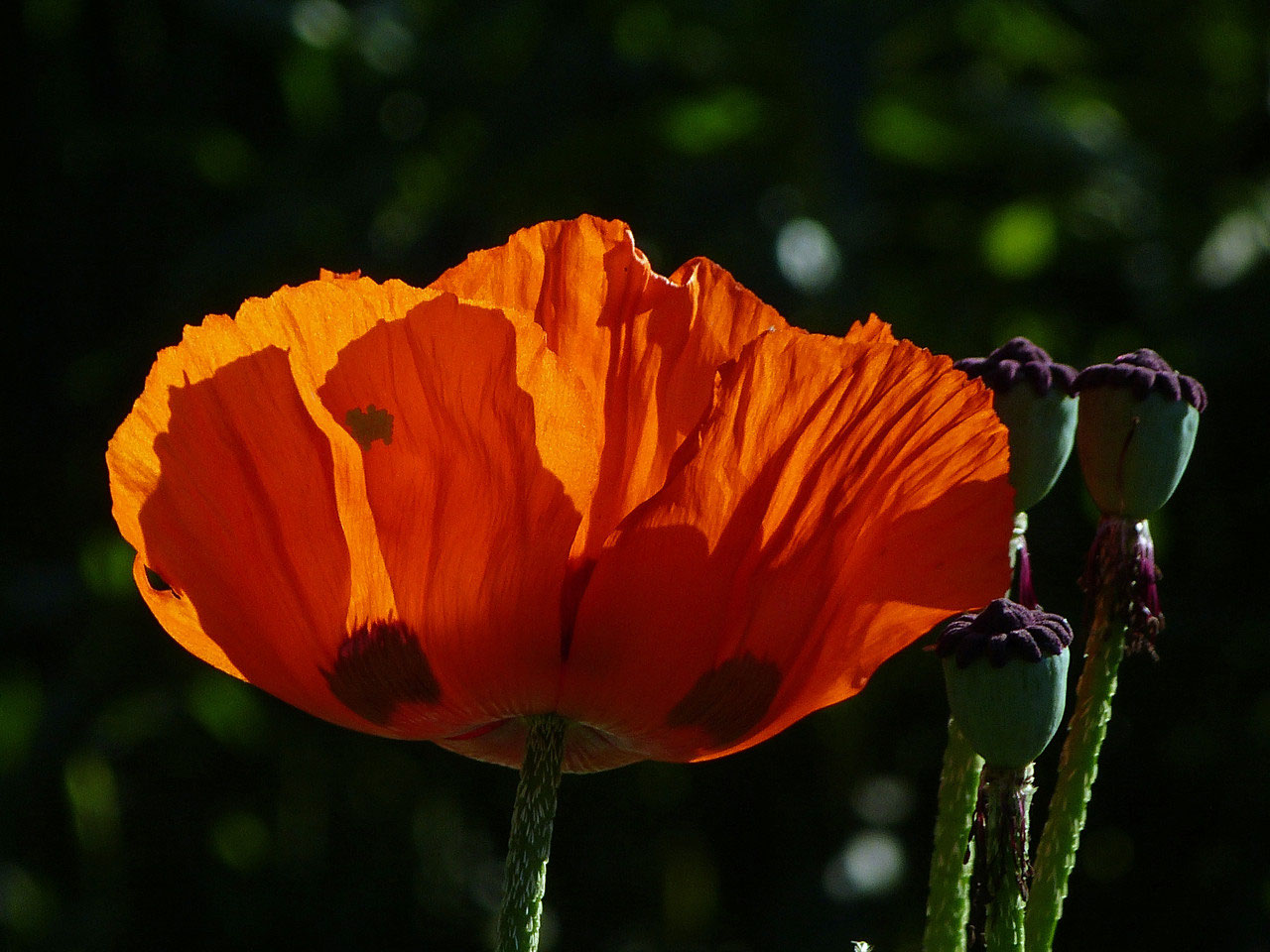 Blumen im Garten - annaroests Webseite!
