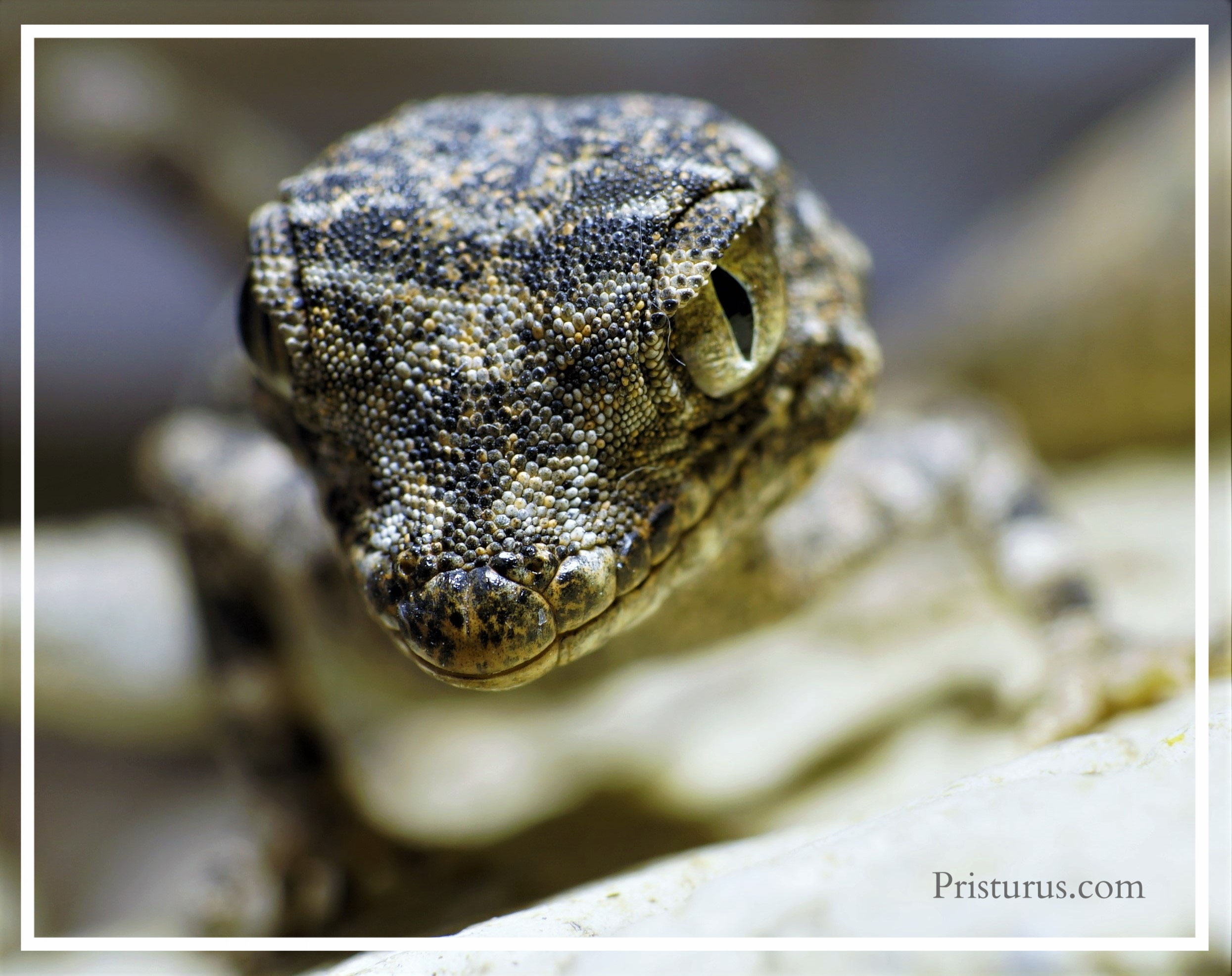 Pristurus carteri Dhofar