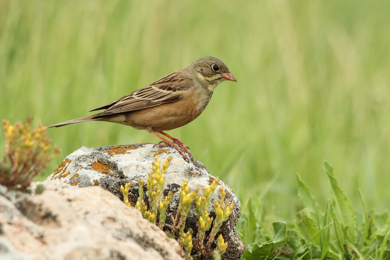 Ortolan www.volkerschlaer.de