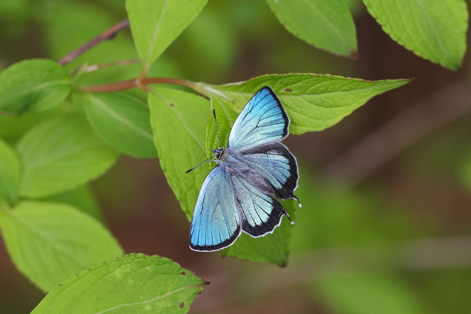 Home The Beautiful Butterflies of Japan