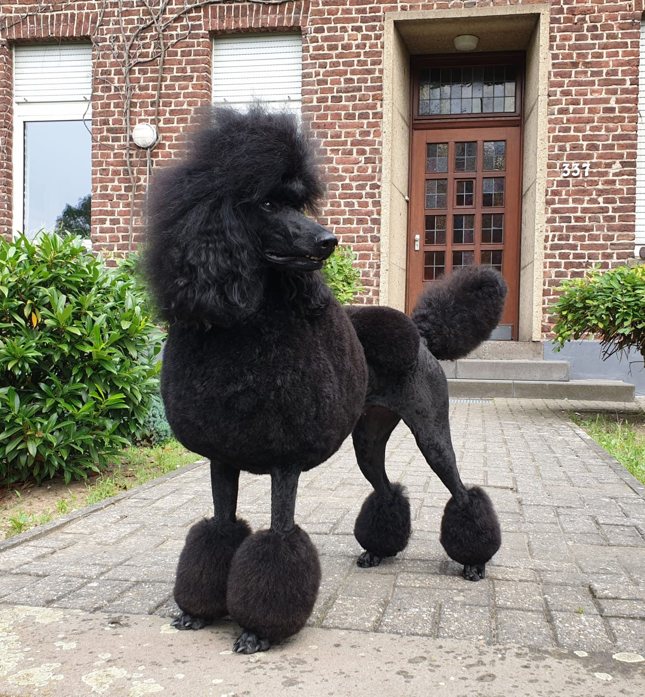 Grooming by Nicole Baltes curlykings seite!