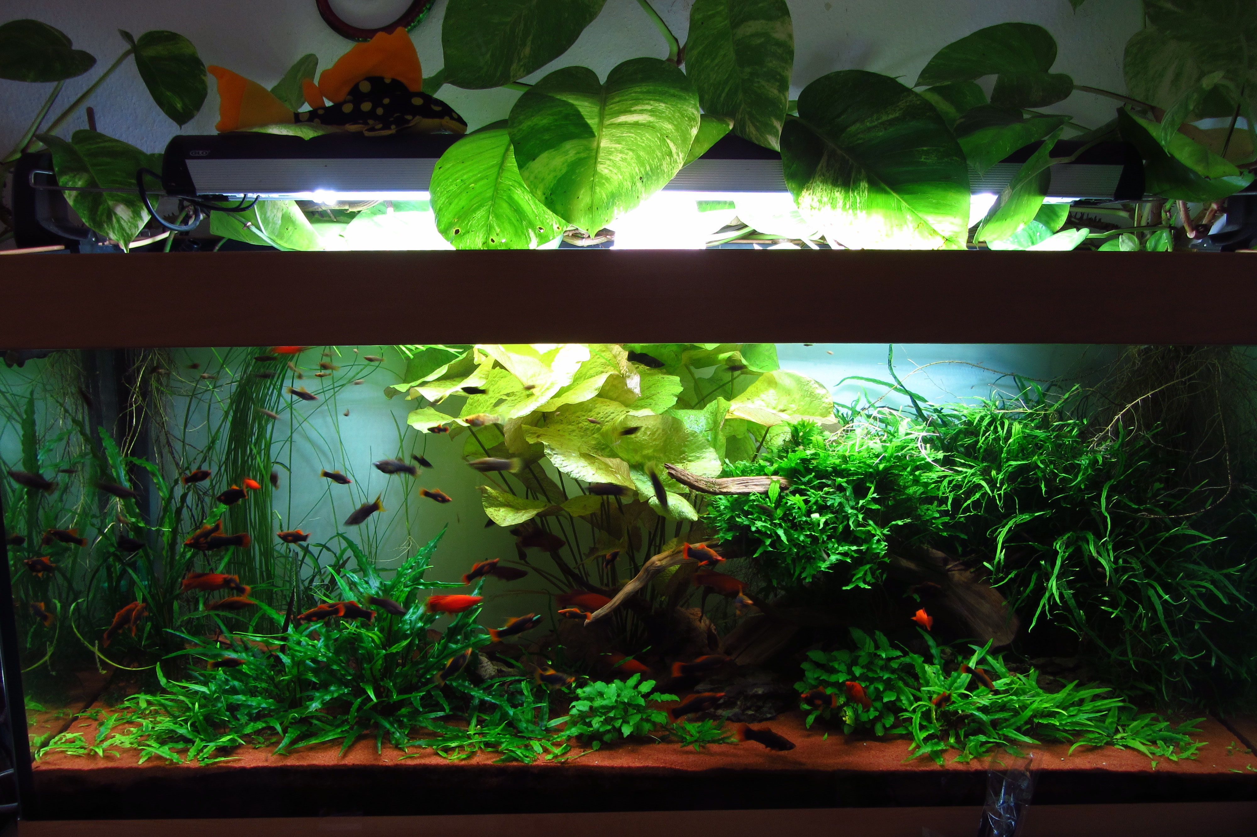 Einige unserer Aquarien - kaos-aquaristiks Webseite!