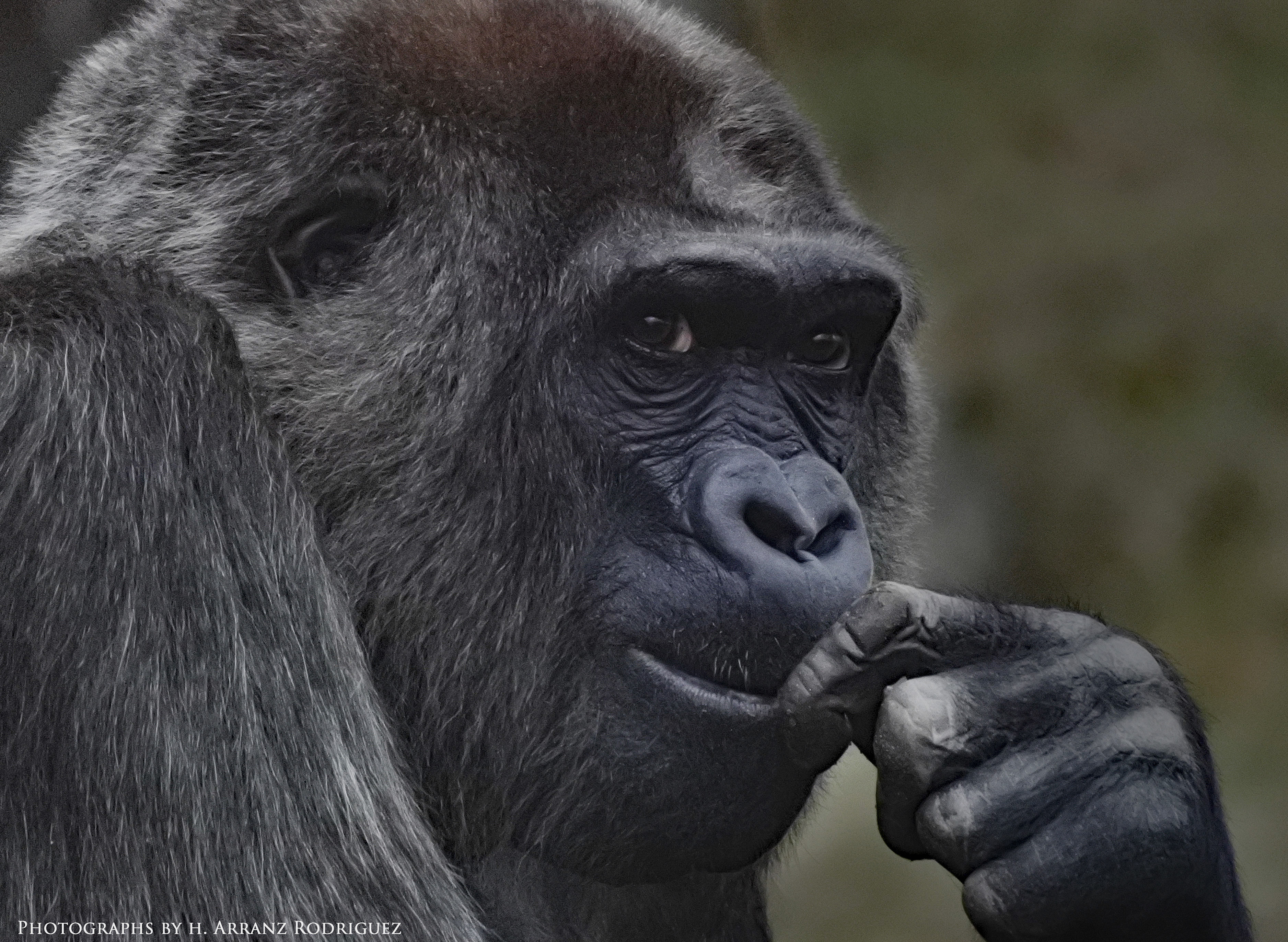 Wie alt sollten Gorillas werden und was ist ihr Vermächtnis? - arranz-photographers Webseite!