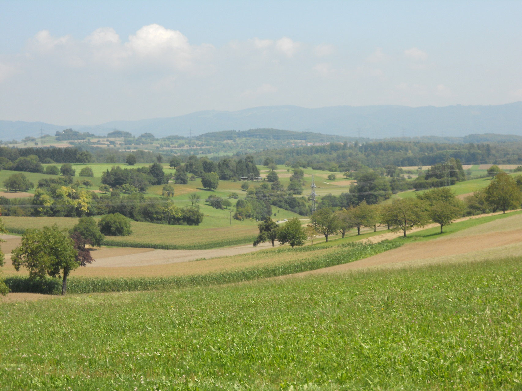 Belebung Landschaft - Streuobstwiese Achimer Marsch