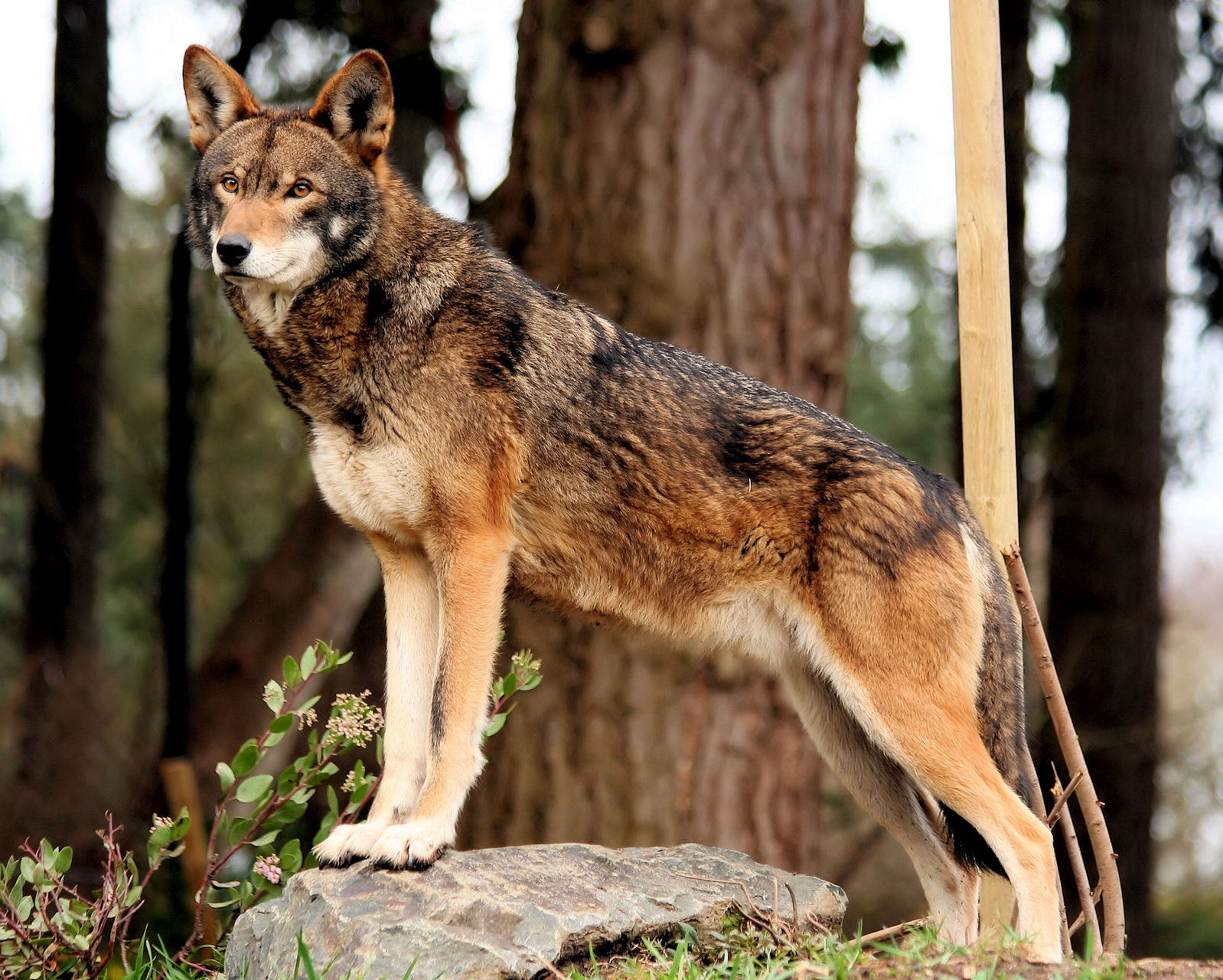 join us with your favorite wolf:the Gray Wolf, Arctic Wolf, Red Wolf