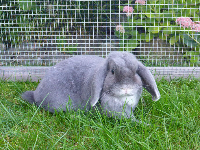 Partnervermittlung kaninchen
