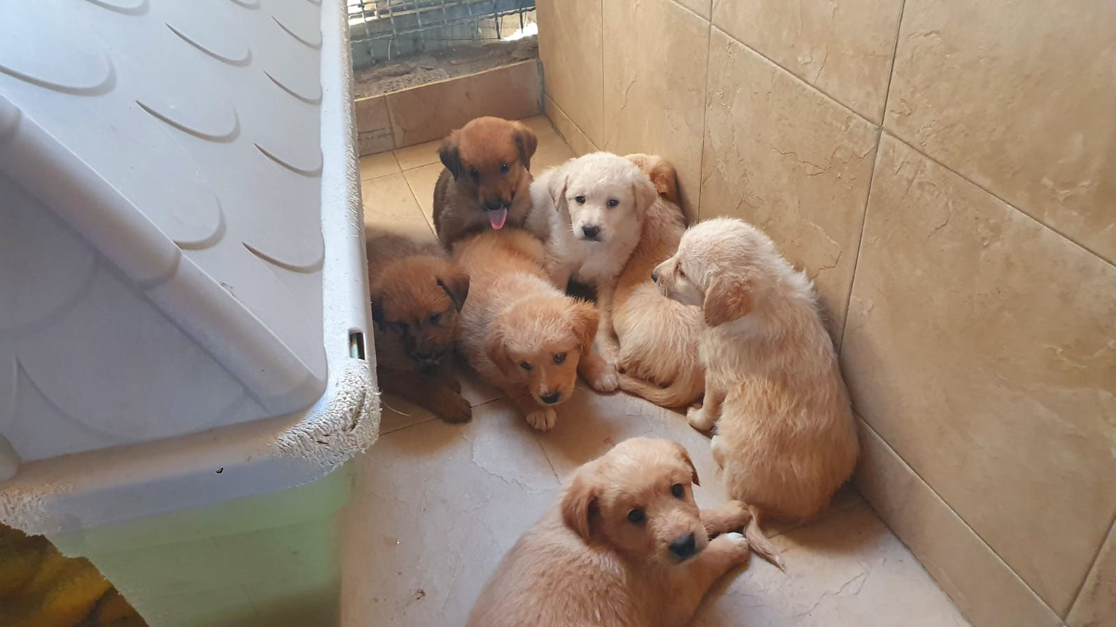 Vittorias Welpen Rude 2 Sardinienhunde E V Better than any royalty free or stock photos.