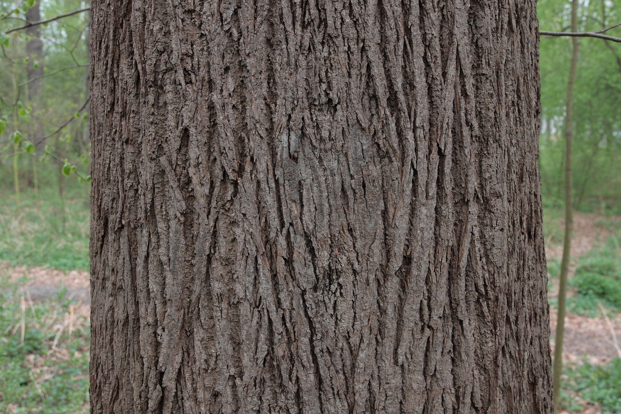 Sommer-Linde - Weinau e.V.