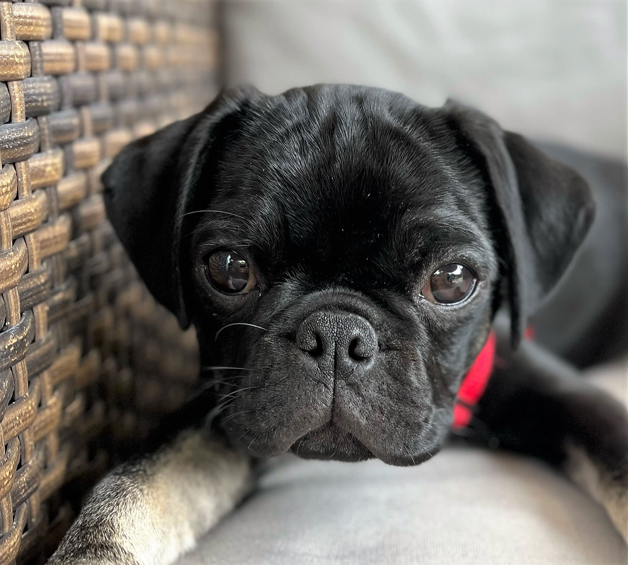 Aktuelle Fotos von Yago (jetzt Hardy) retromops johannisberg