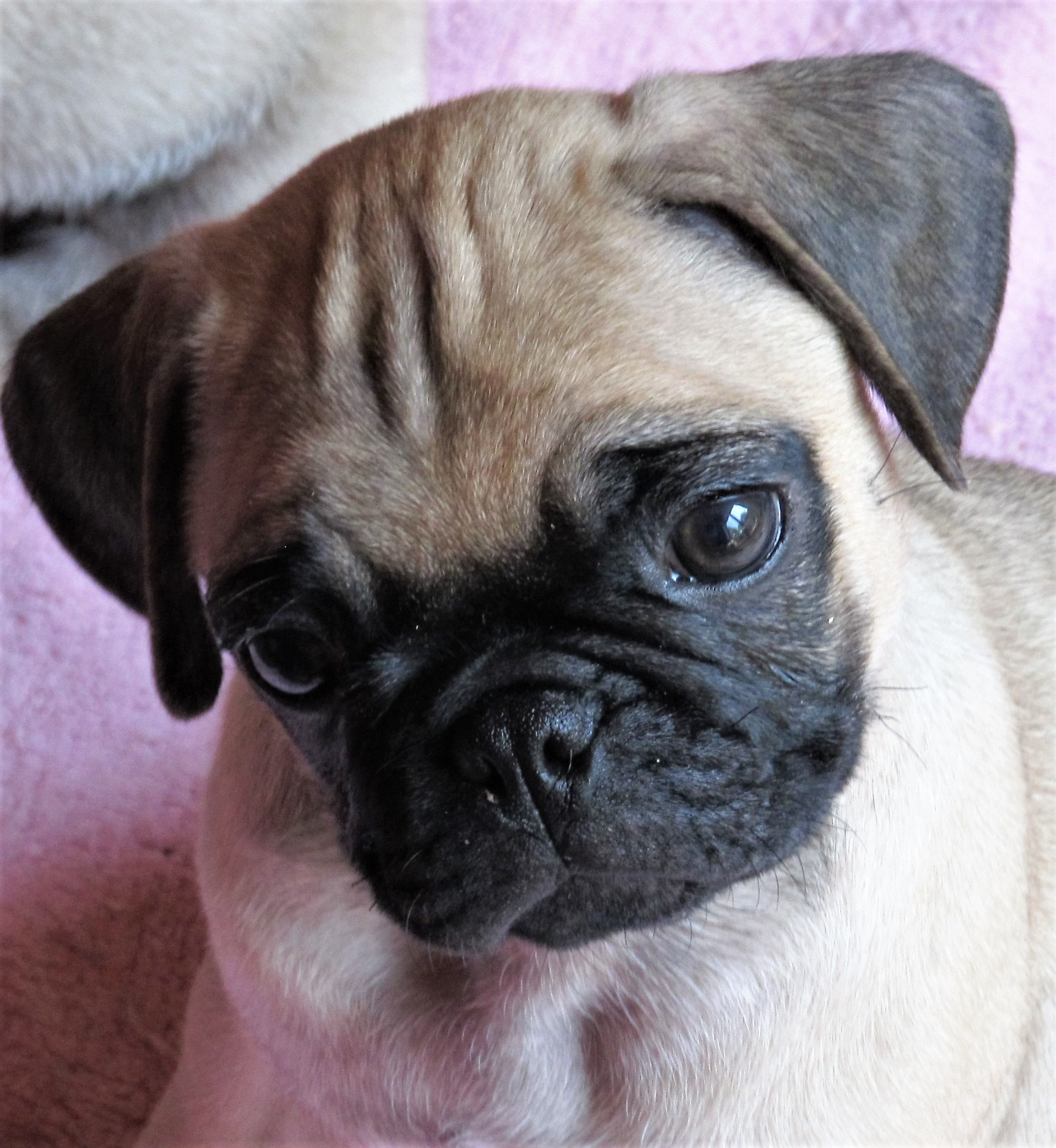 Mops Welpen Kaufen Bayern SUINDACHO