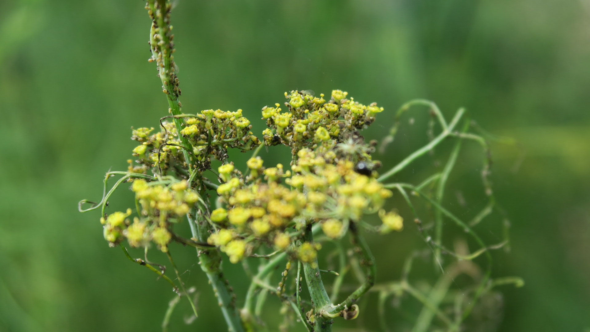 Le jardin Ô jardin de Paulo