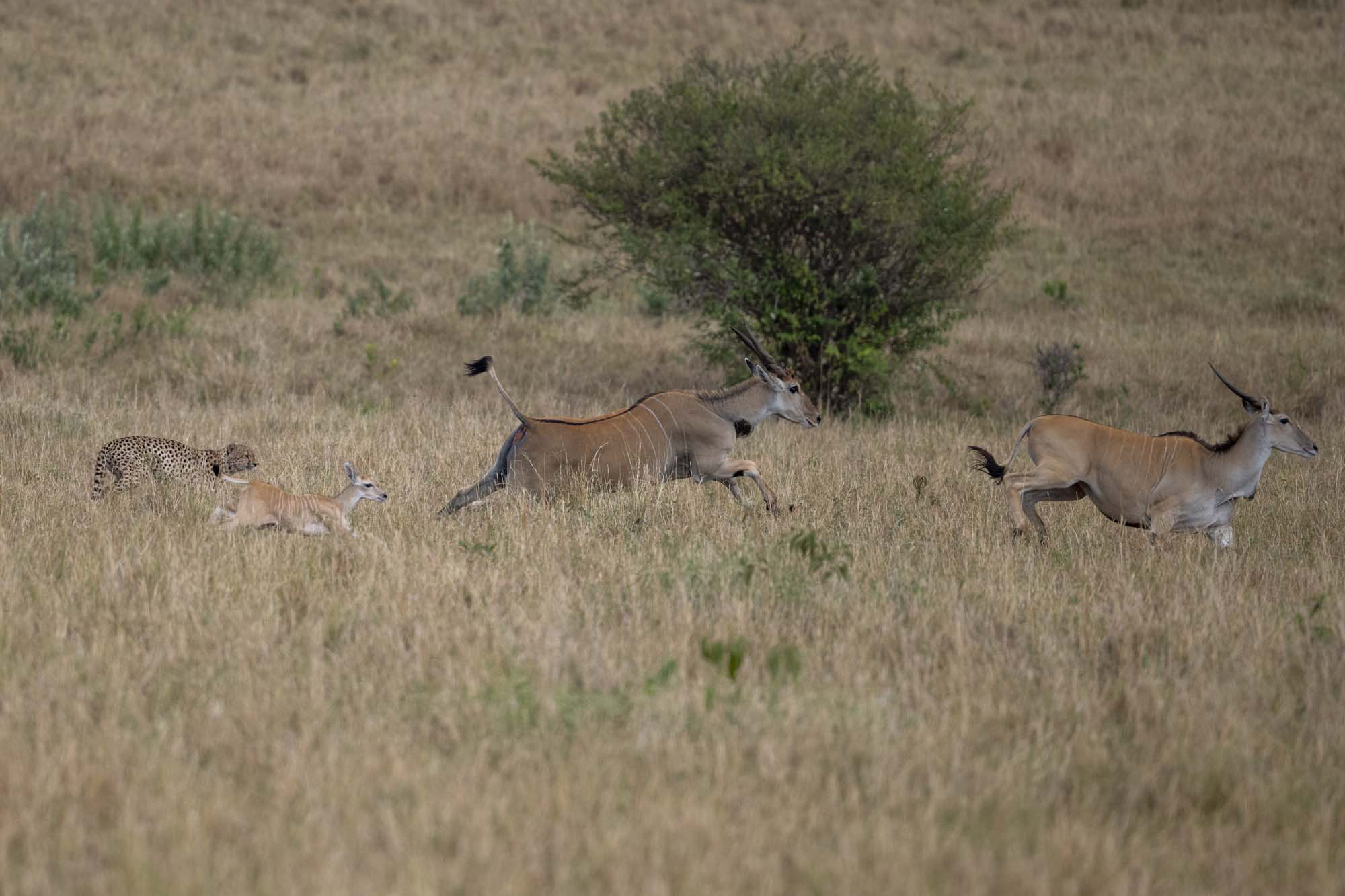 Natur - Serengeti Wildlife bei Uwe Skrzypczak
