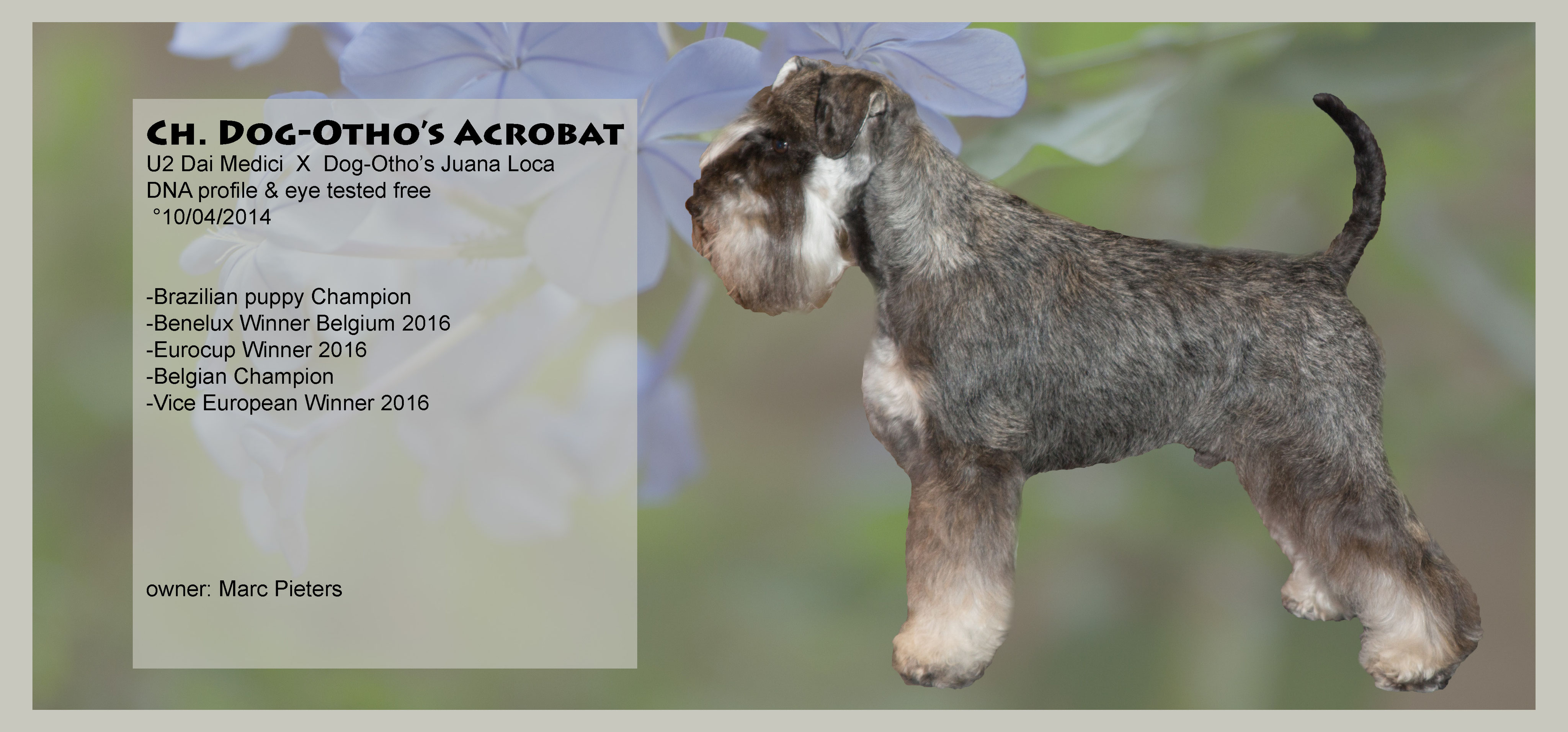 Never S Pups 26 06 2018 Emmi S Hondensalon