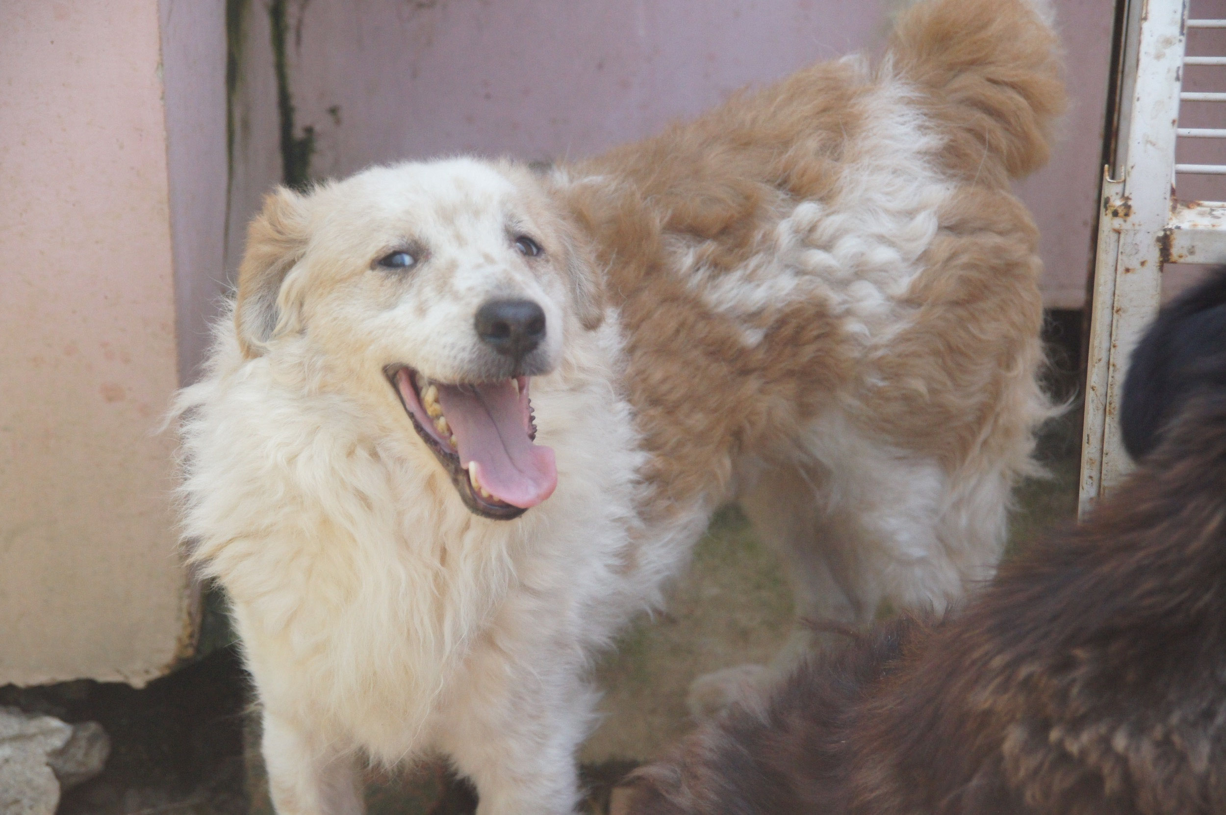 Taube Hunde Suchen Ein Zuhause