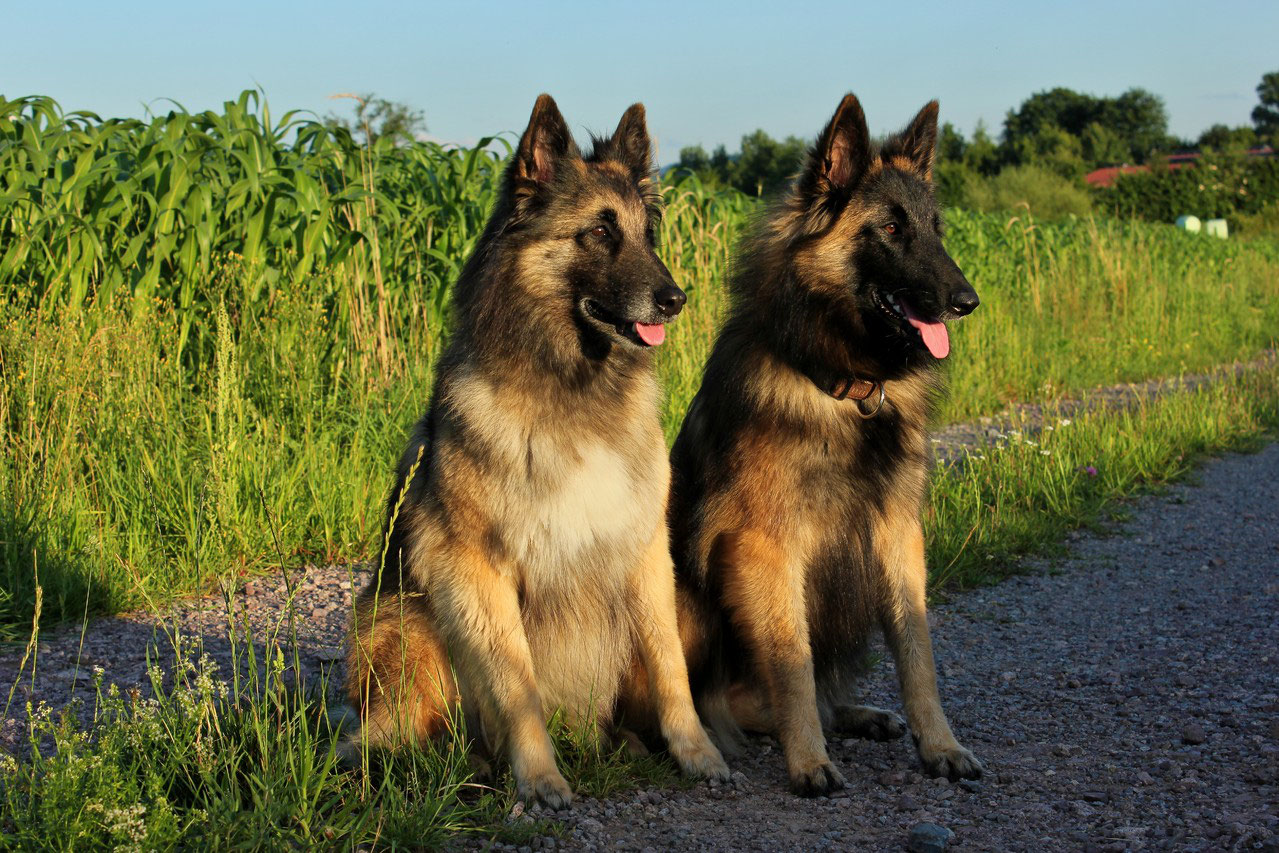 Belgische Schäferhunde aus Baden-Württemberg, Deutschland