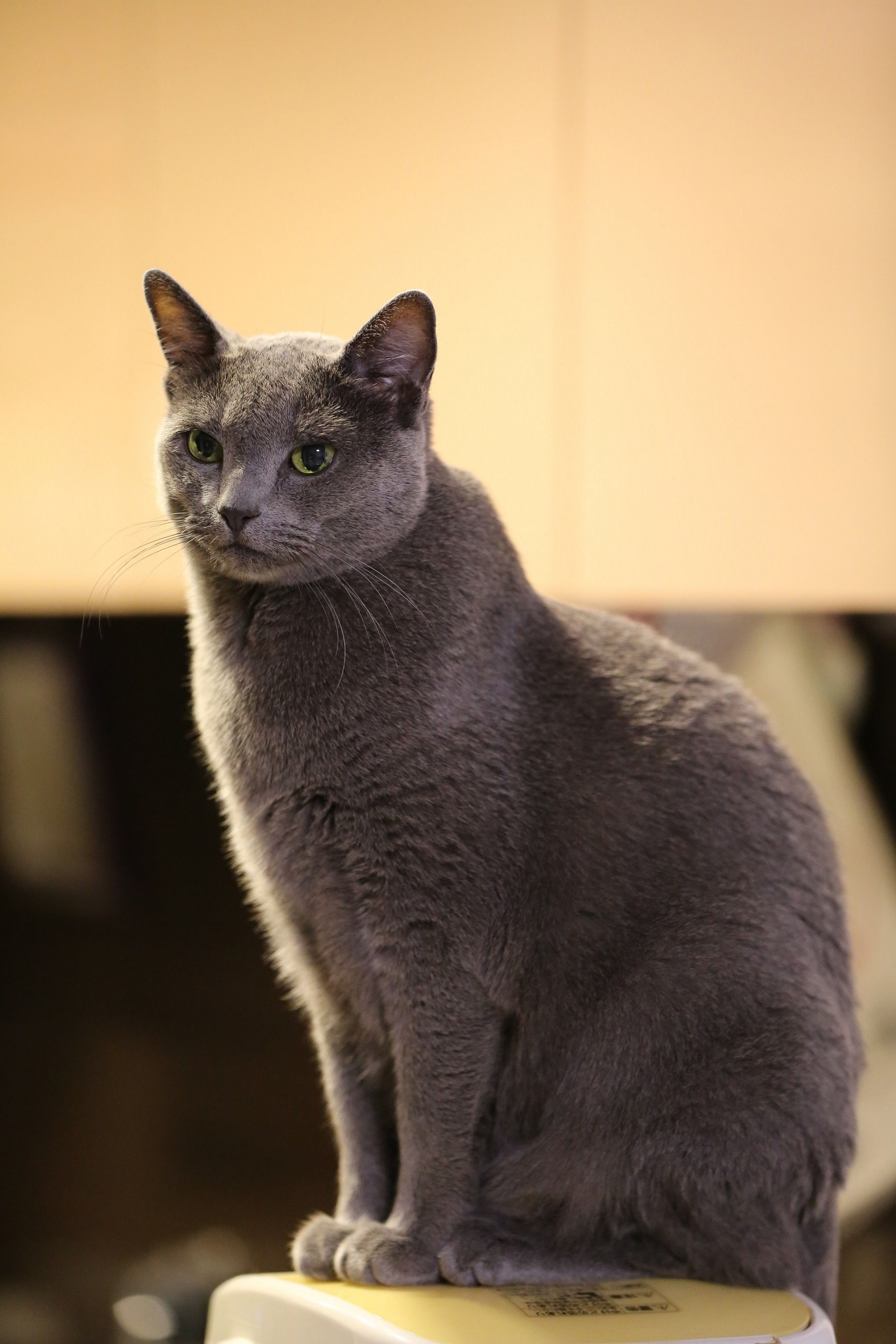 スタッフ紹介‐いちまろ／日本ペットシッターサービス国立府中店