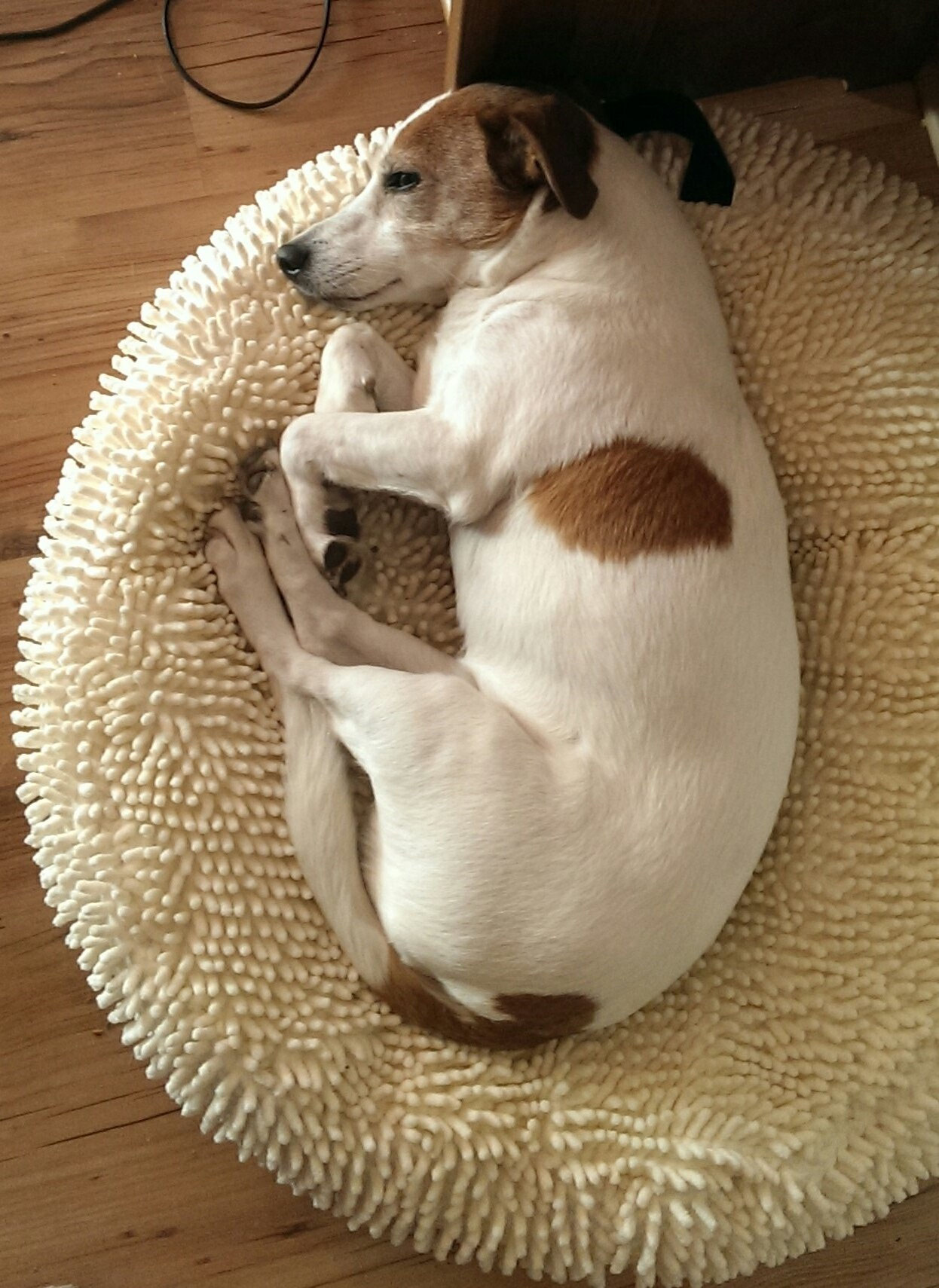 Hoffentlich liegt sie sich nicht wund… Die mit dem Hund rollt