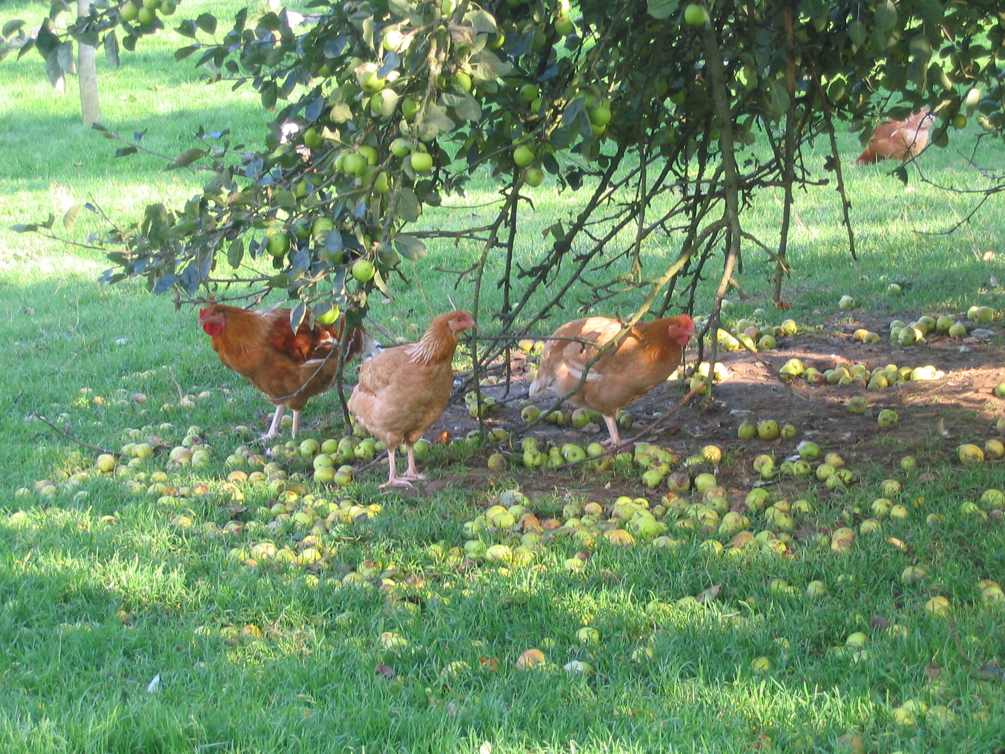 Ferme de Linoudel