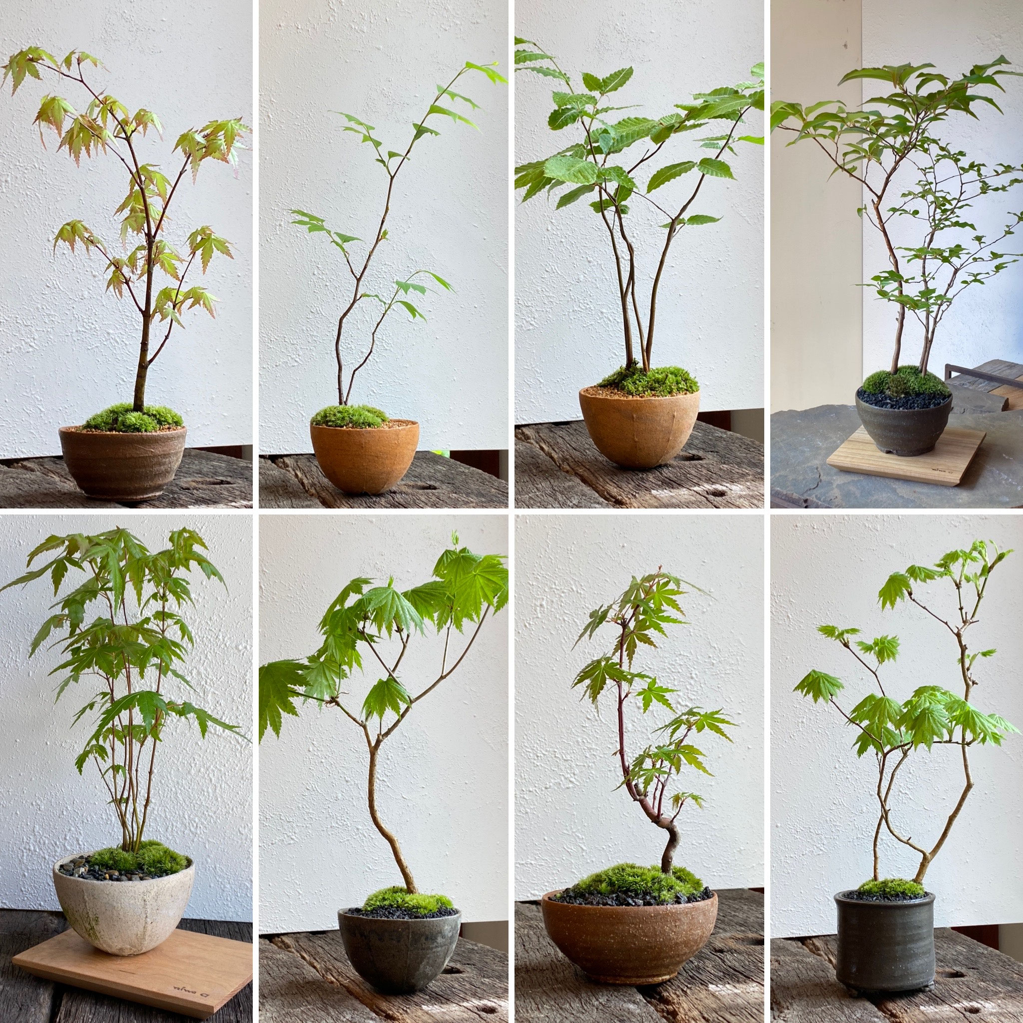 にわか盆栽一式 種類多数 にわか盆栽一式 種類多数