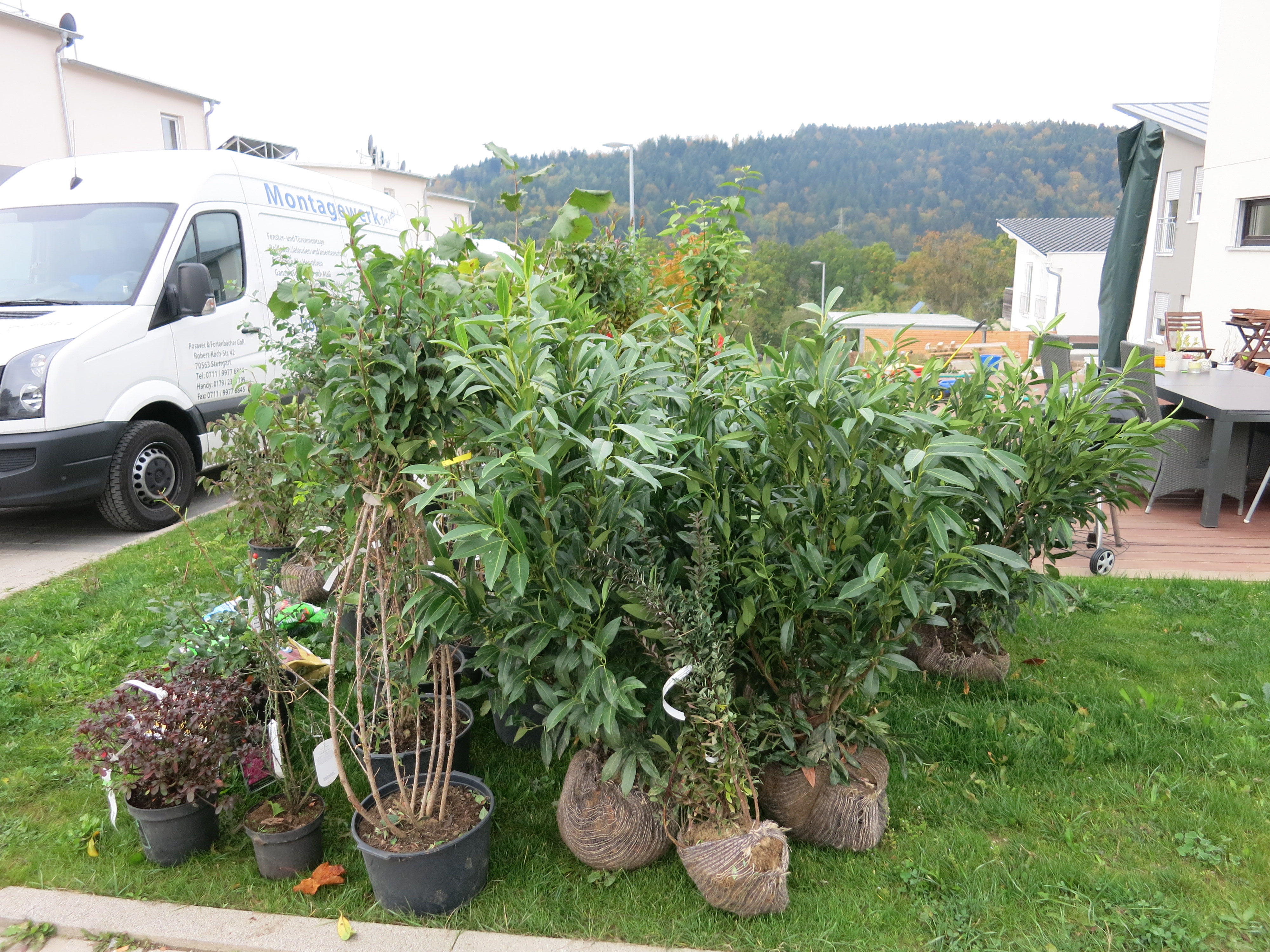 Die ersten Büsche im Garten Unser Weg zum Haus