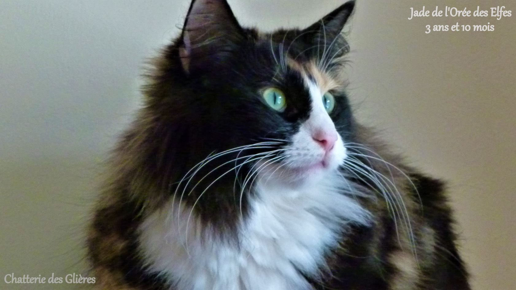 Nos Femelles Chatterie Glieres Sacre Birmanie Norvegien