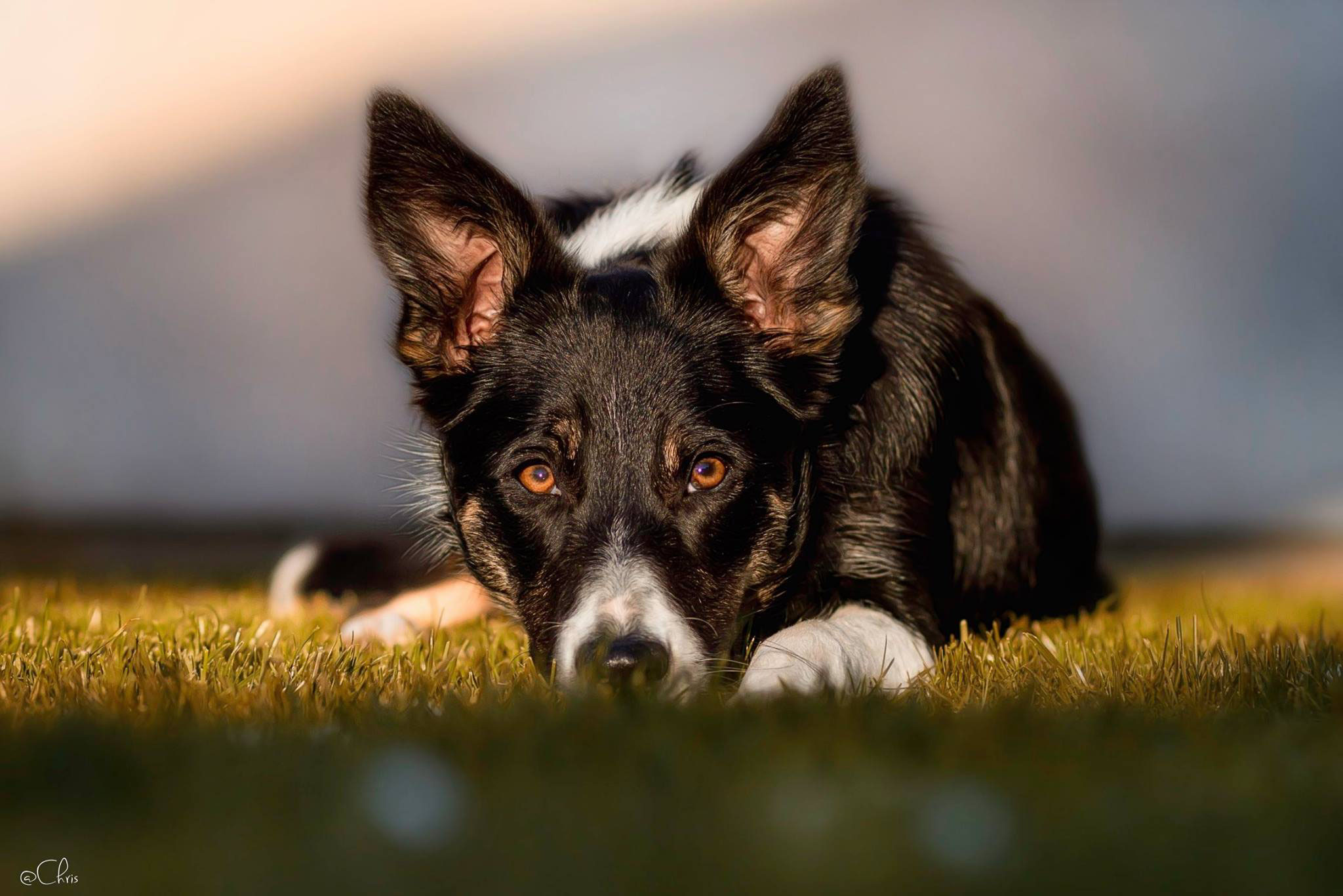 vestibularsyndrom hund übungen