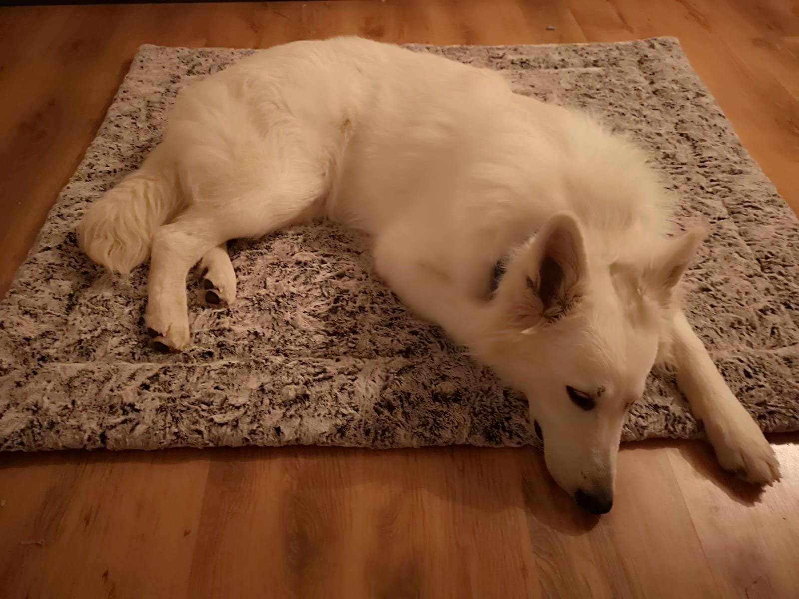 DECKEN - Deckenkunst MANUFAKTUR GERMANY