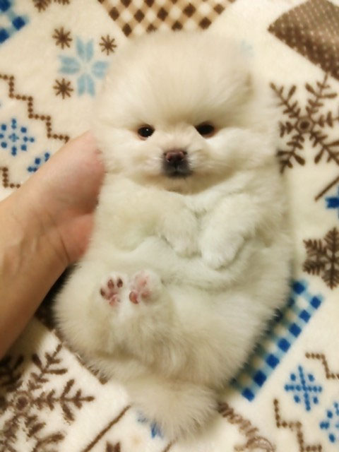 ラッコ シロクマ はたまた虎 Westpark Kennel チワワ ポメラニアン プードル 石川県の小型犬ブリーダー 子犬販売 ウエストパークケンネル