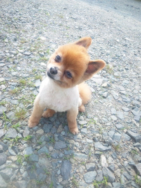 ポメラニアンの夏支度 Westpark Kennel チワワ ポメラニアン プードル 石川県の小型犬ブリーダー 子犬販売 ウエストパークケンネル