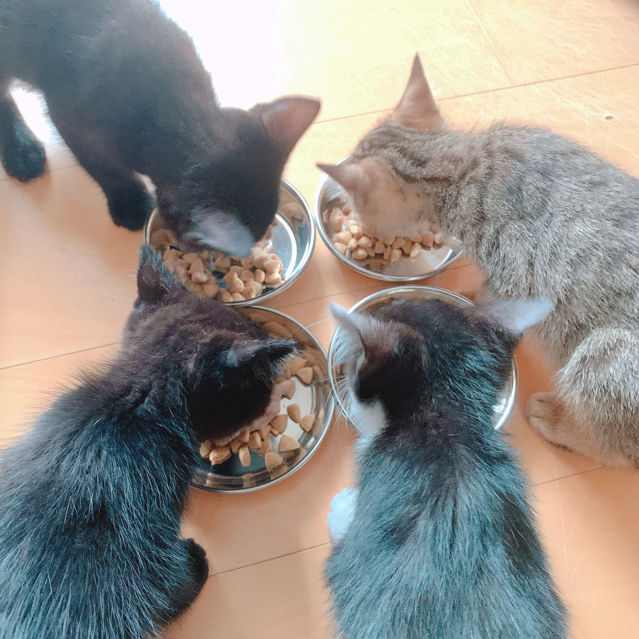 活動内容 - なみねこ