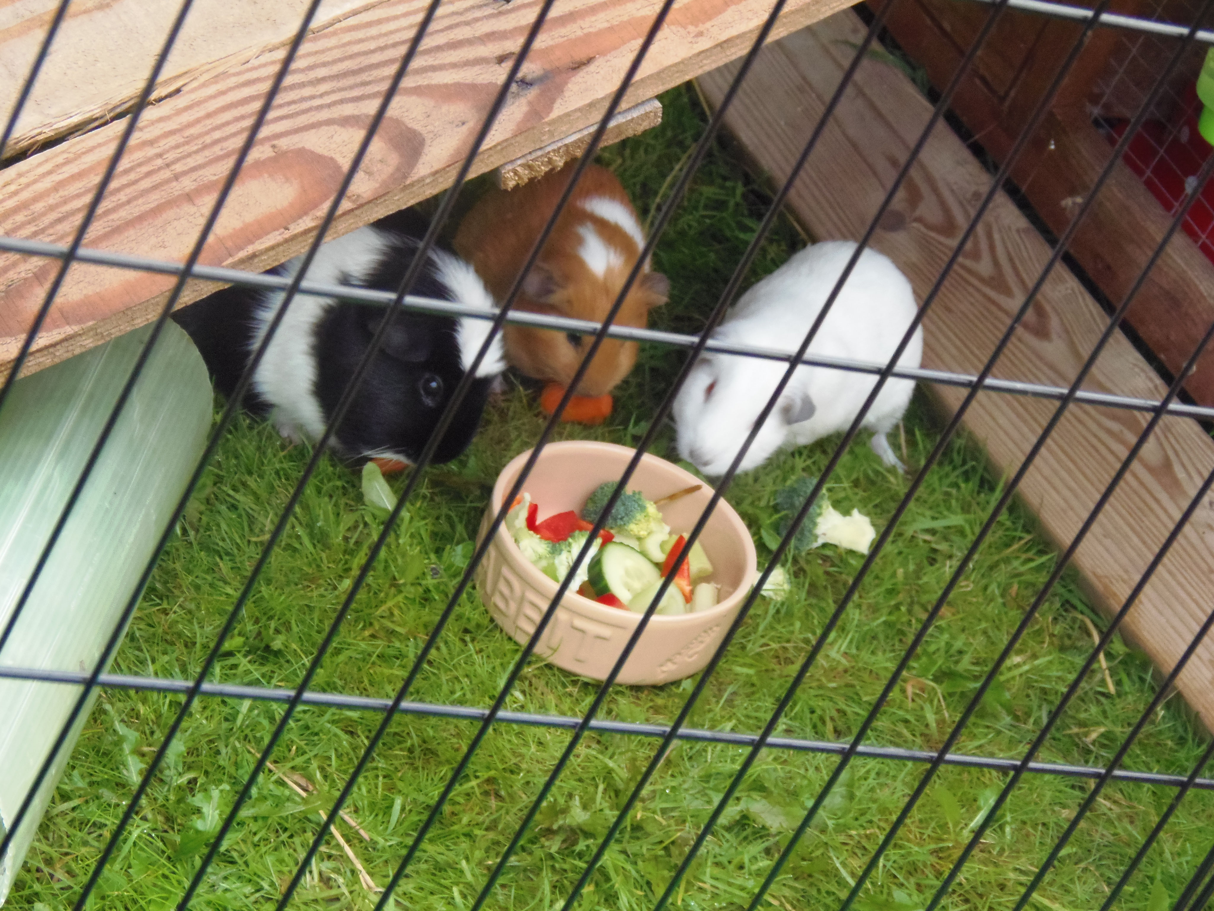 Small Pet Boarding & Pet Sitting Services Furchester Lodge Small