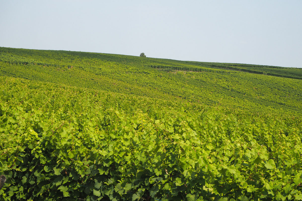 Map Gites Alsace Locations Meyer Hunawihr