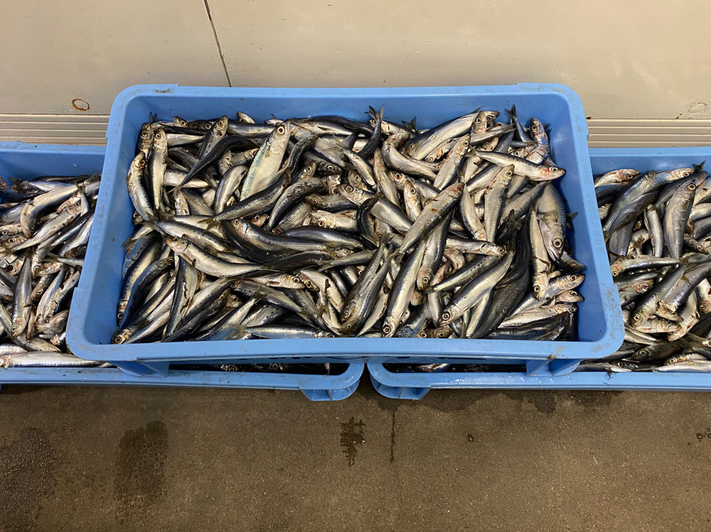 集魚の定番イワシミンチ 釣えさのイワキ 三重県津市の釣りエサ屋 釣具屋