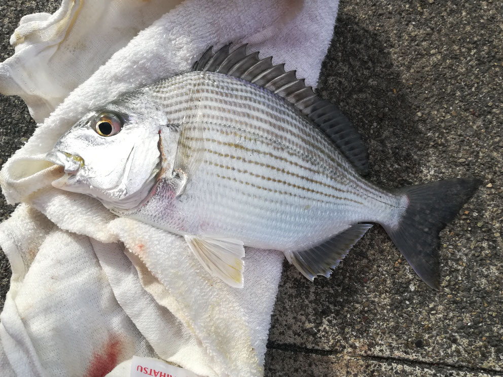 紀北町三浦漁港の釣果 釣えさのイワキ 三重県津市の釣りエサ屋 釣具屋