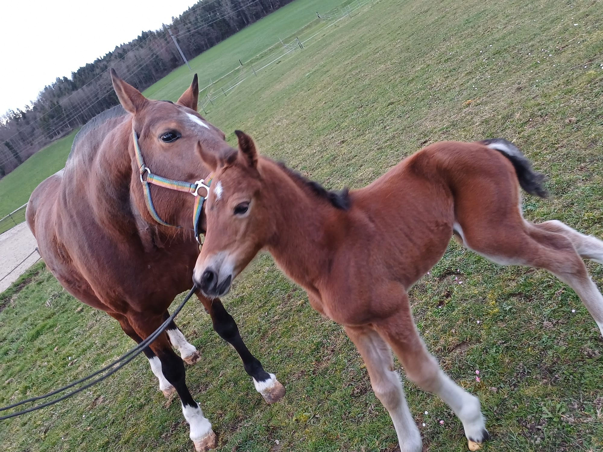 Aktuelles - Webseite der Freibergerzucht BW