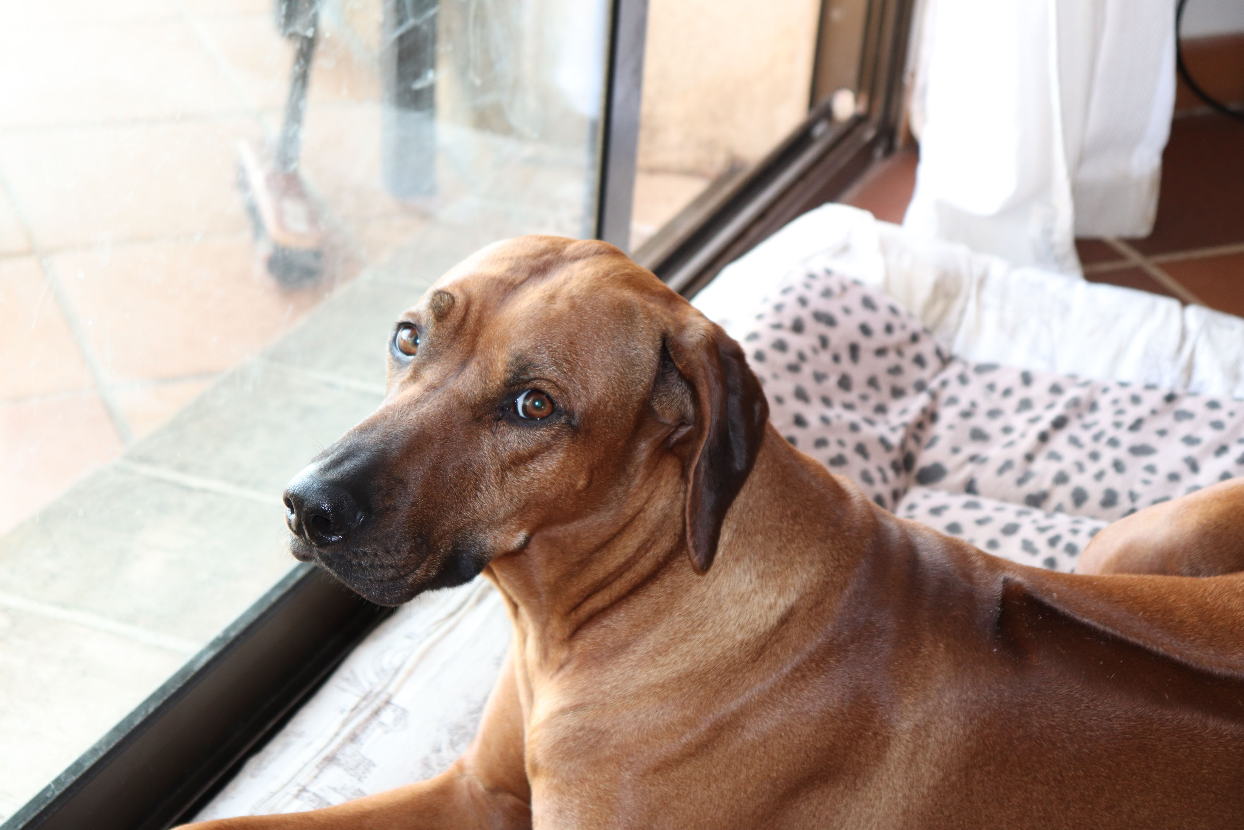 Elevage rhodesian ridgeback best sale