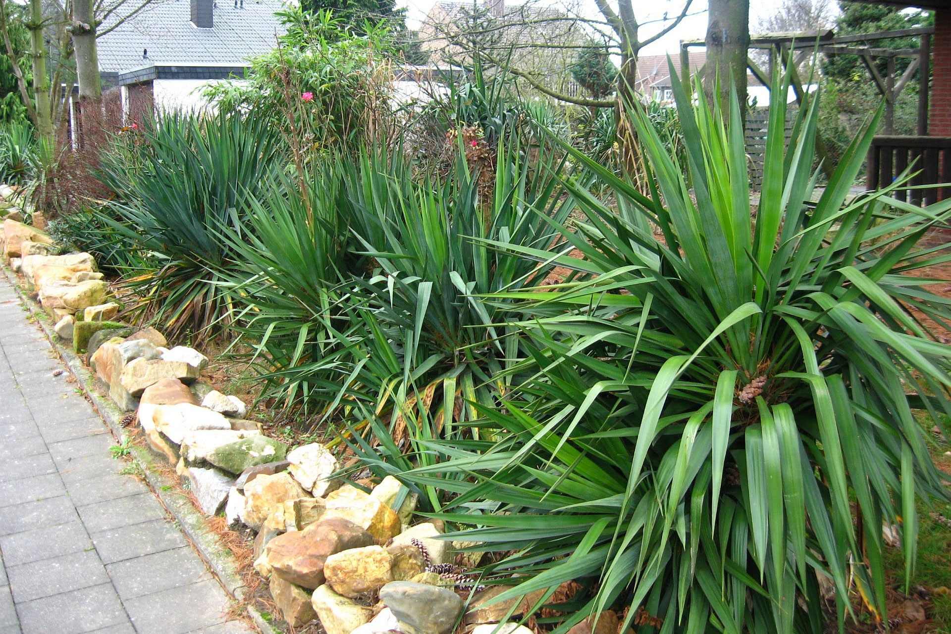 Winterharte Yucca In Mitteleuropa Gartenyucca
