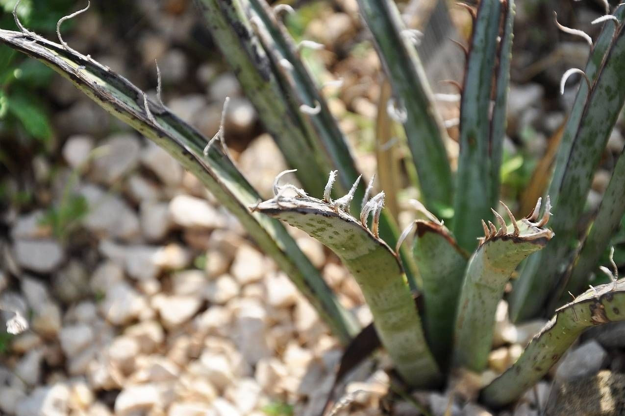 Yucca endlichiana gartenyucca