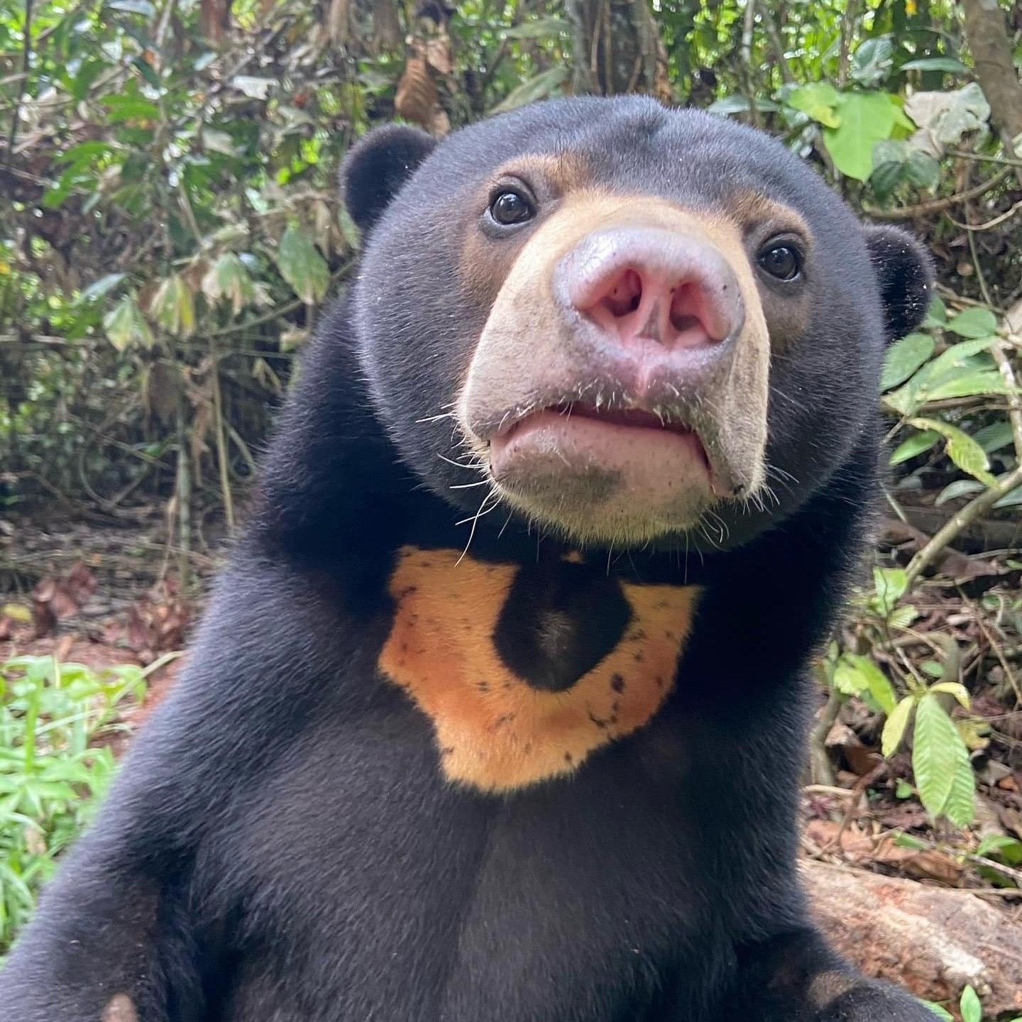 マレーグマについて - ボルネオマレーグマ保護センタージャパン