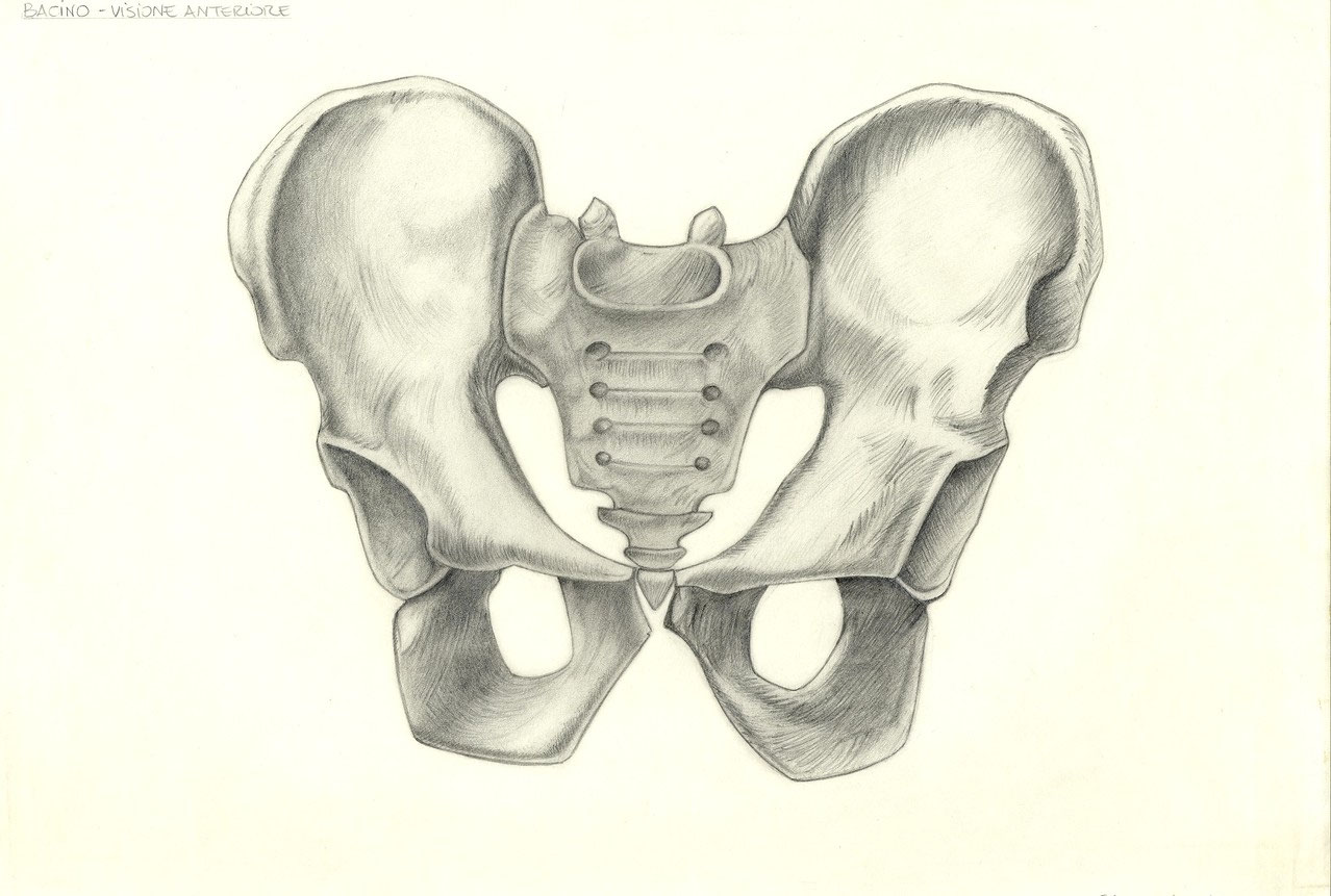 Disegni Anatomici Delle Ossa Elisabettamarsanas Jimdopage
