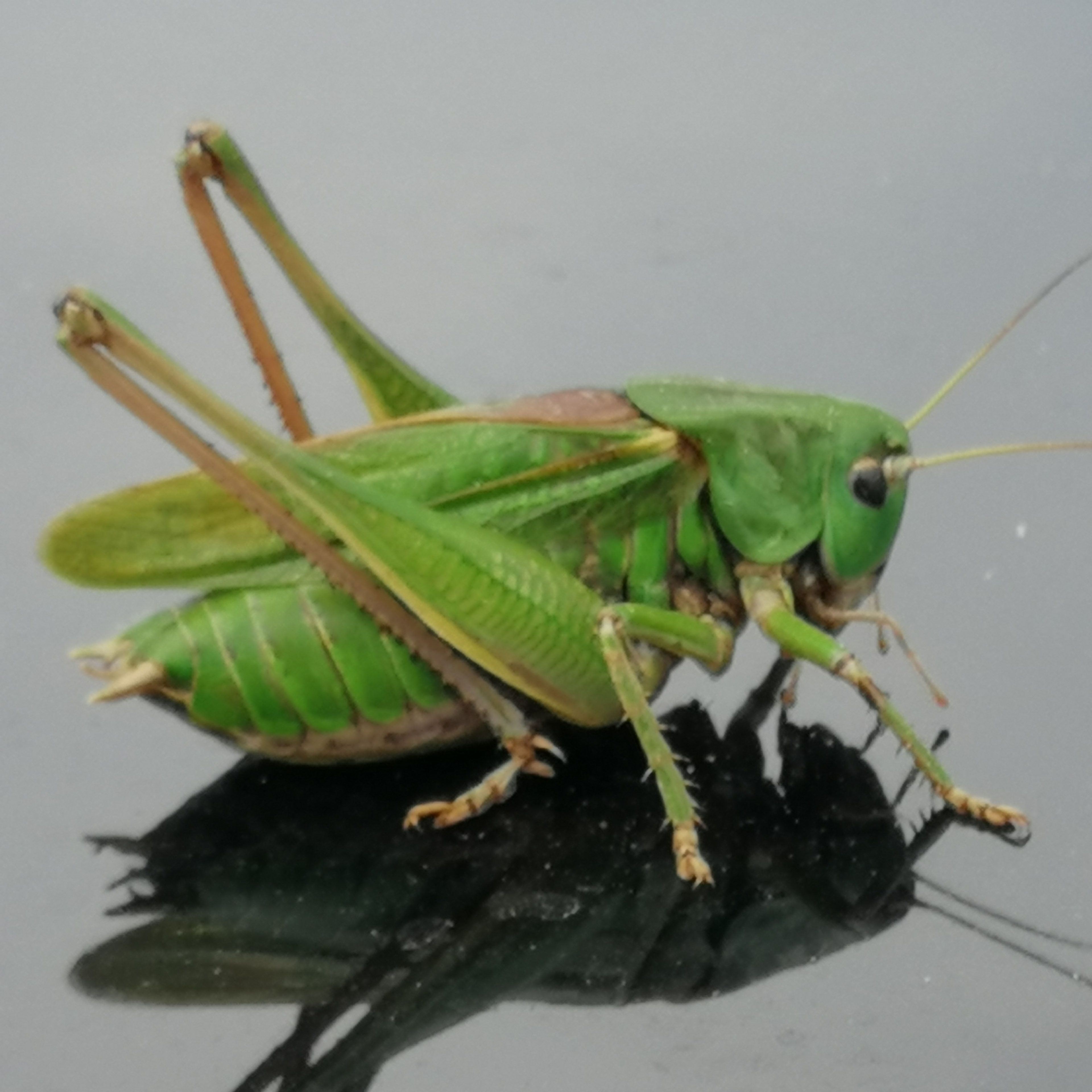 Heuschrecken In Der Wohnung Bedeutung www.entomologie-opper.com