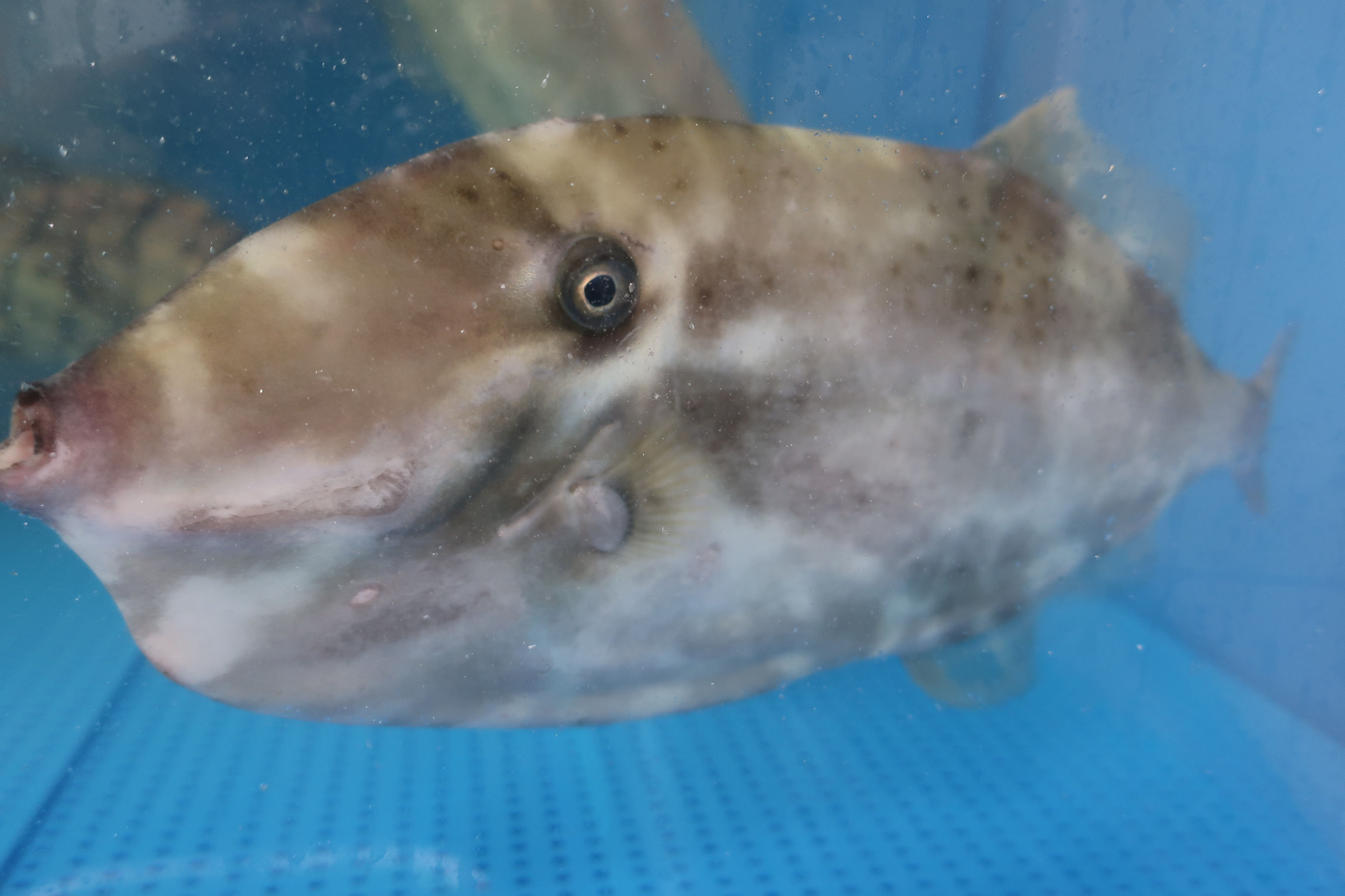 活ウスバハギ 肝和え 株式会社さんの水産 小田原 相模湾 朝どれ天然魚 活ウスバハギ 肝和え 株式会社さんの水産 小田原 相模湾 朝どれ天然魚