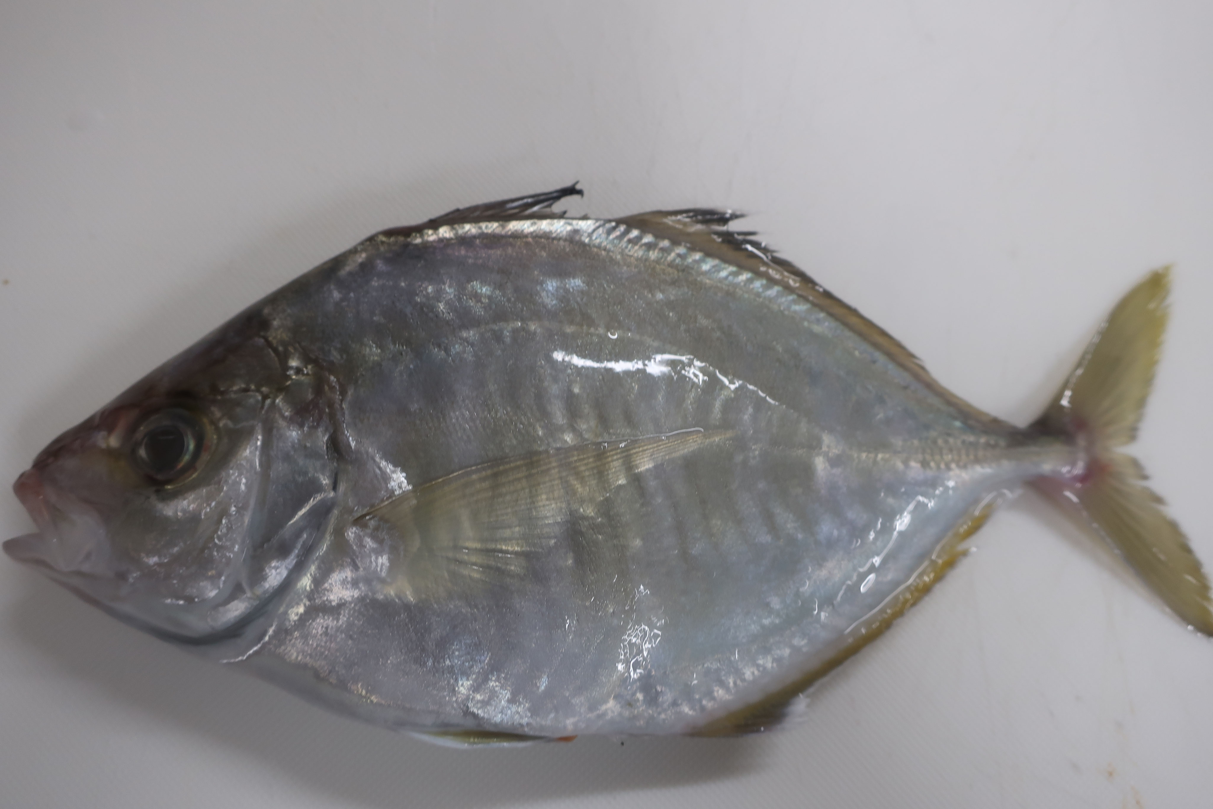 カイワリ カクアジ 株式会社さんの水産 小田原 相模湾 朝どれ天然魚 カイワリ カクアジ 株式会社さんの水産 小田原 相模湾 朝どれ天然魚