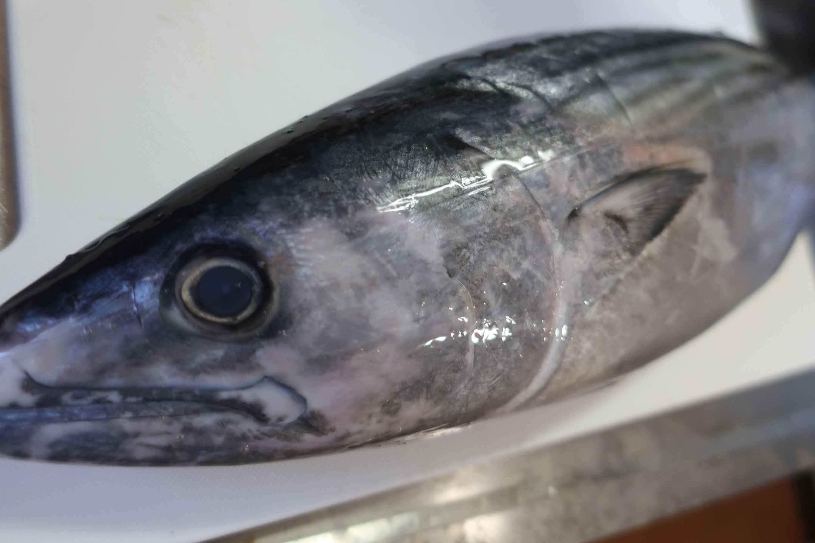 ハガツオ 株式会社さんの水産 小田原 相模湾 朝どれ天然魚 ハガツオ 株式会社さんの水産 小田原 相模湾 朝どれ天然魚
