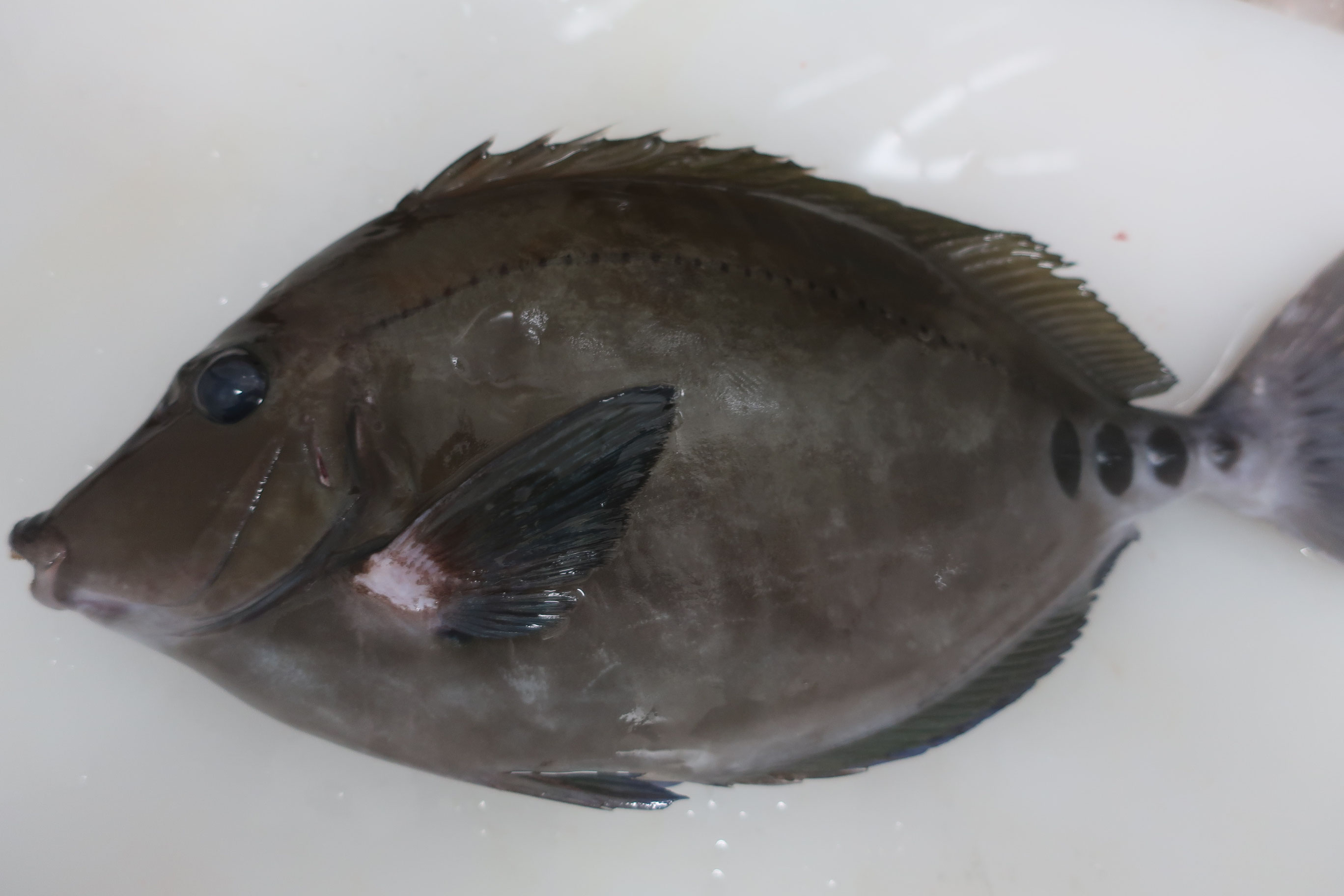 ニザダイ サンノジ 株式会社さんの水産 小田原 相模湾 朝どれ天然魚
