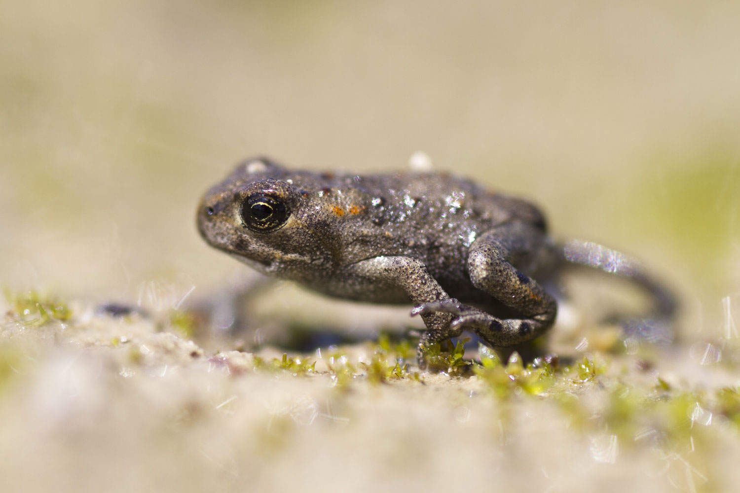 Amphibien Joachim Wimmer Naturfoto