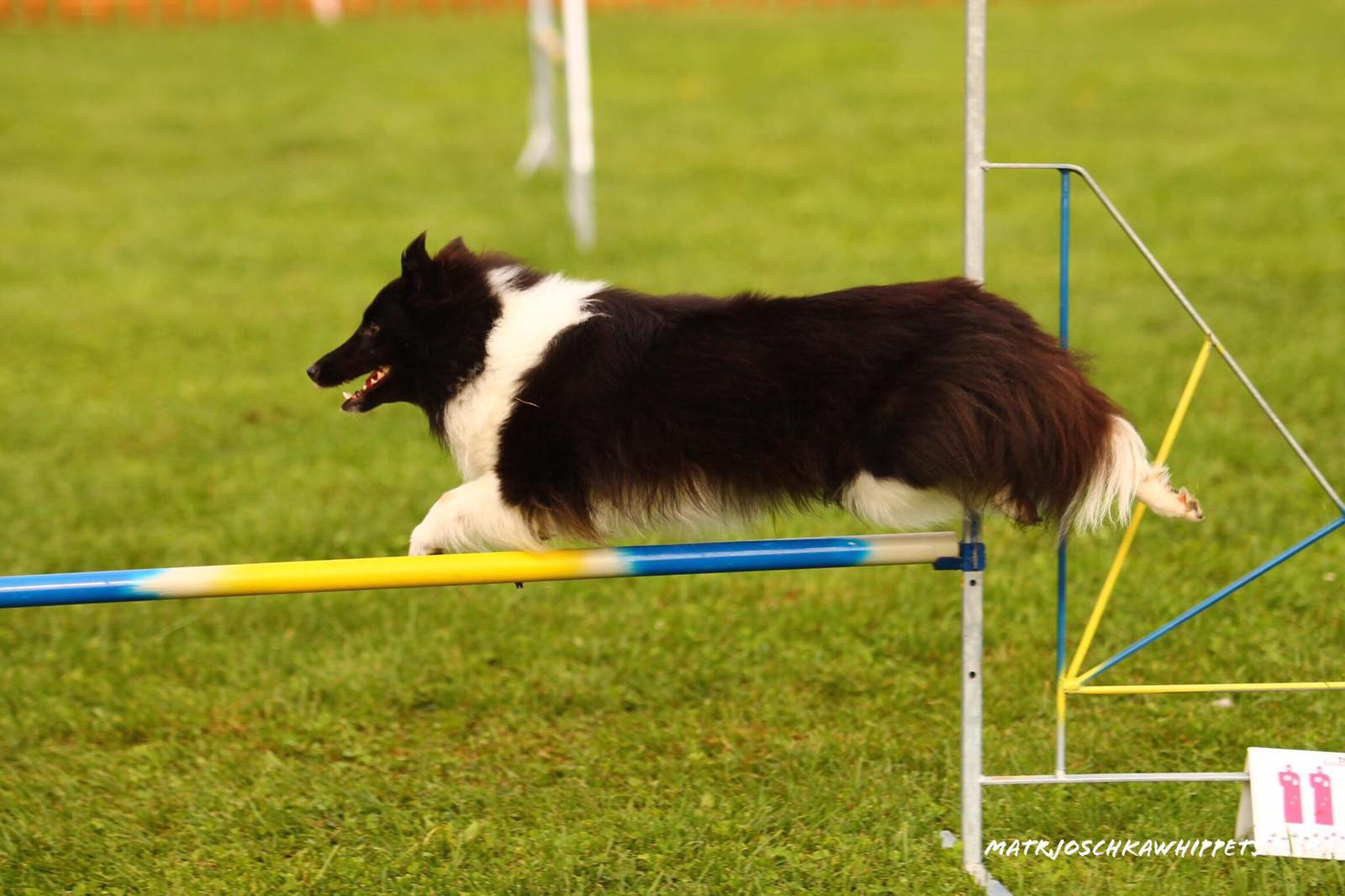 Agility saintmeadowsshelties seite!