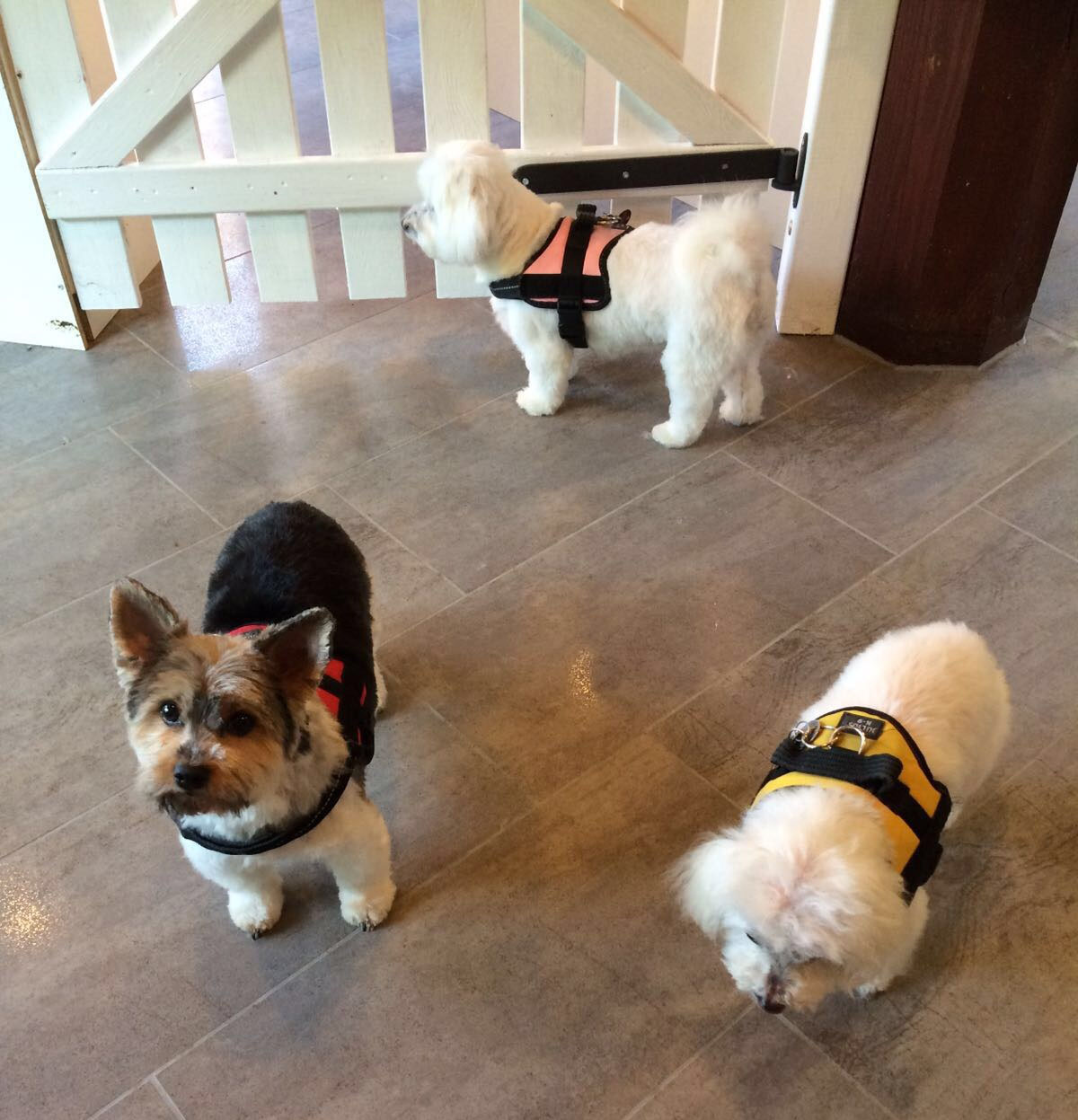 Galerie Rund um den Hund