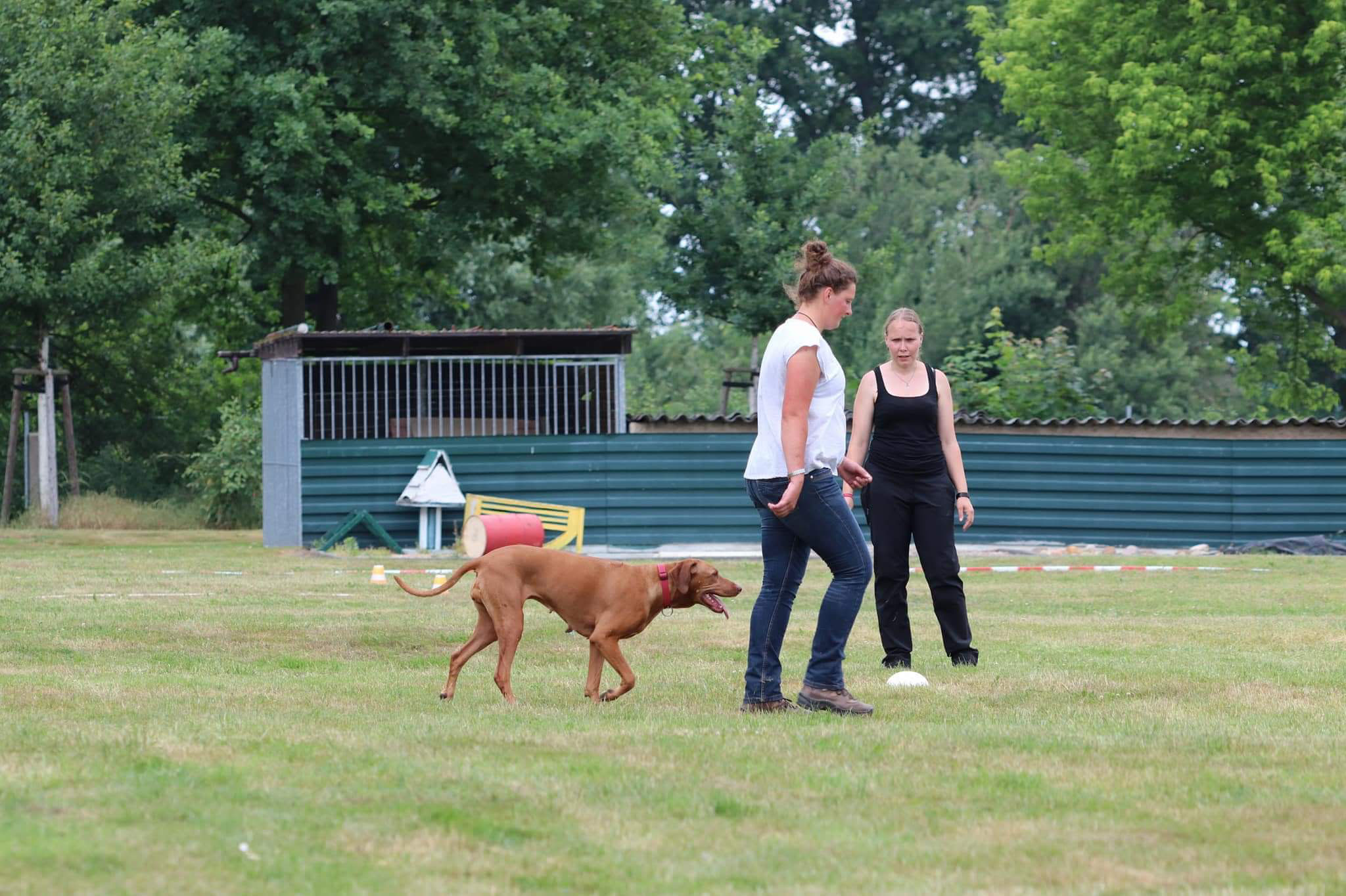 Obedience Prüfung in Guben mit Nabila Nabila Msasi Rhodesian